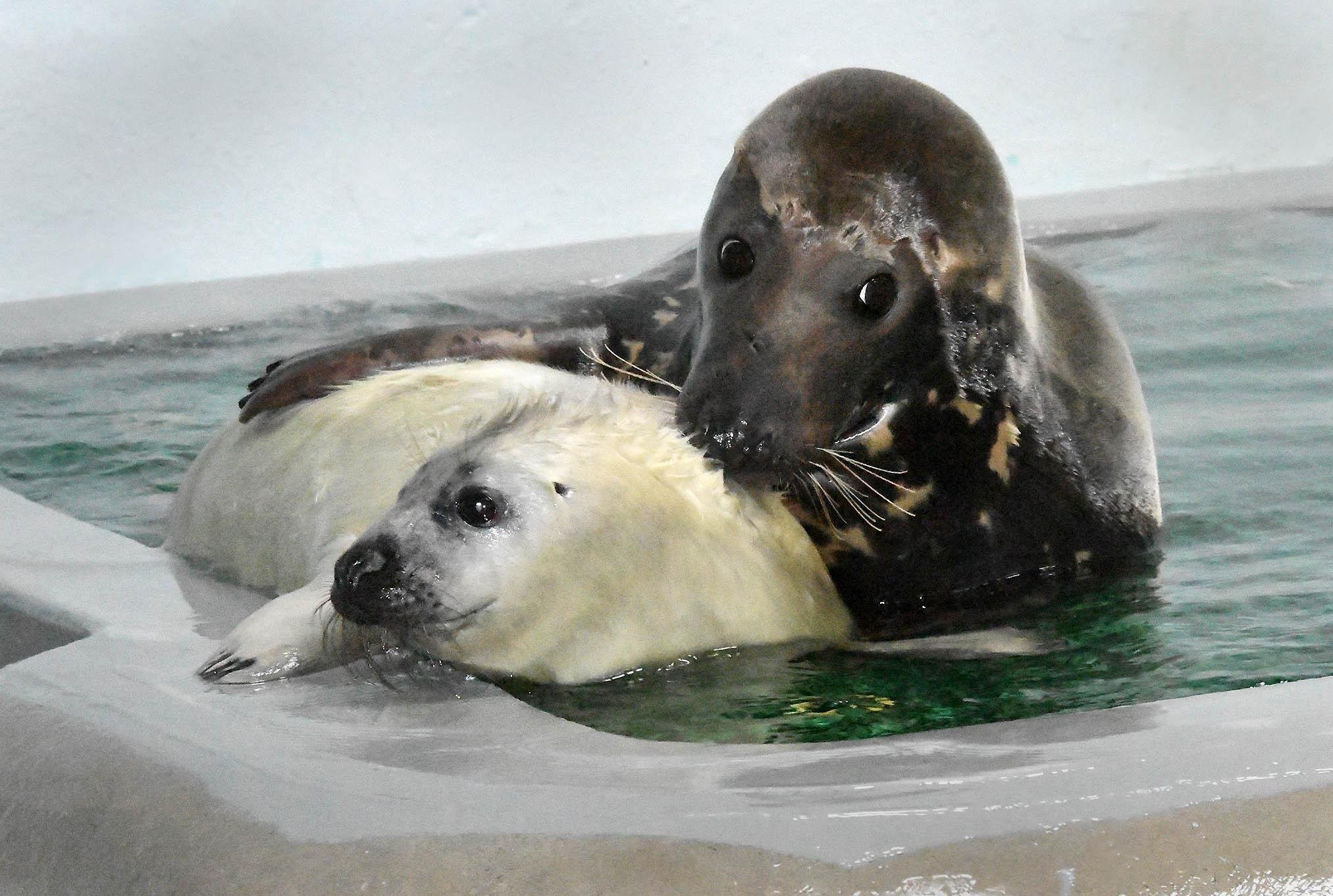 A male gray seal pup with his mother, 13-year-old Lily, at Brookfield Zoo. The pup was born on Dec. 26 and will remain behind the scenes until late February. (Jim Schulz / Chicago Zoological Society)