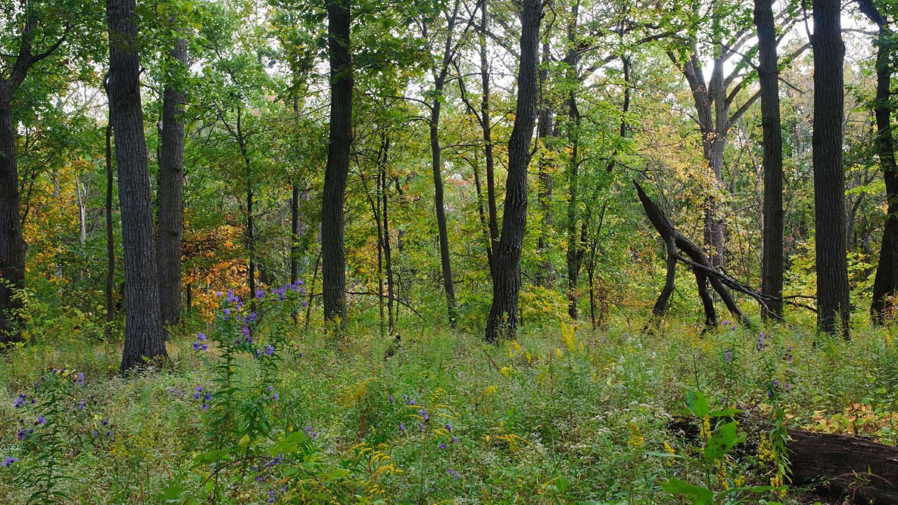 Harms Woods (Courtesy North Branch Restoration Project)