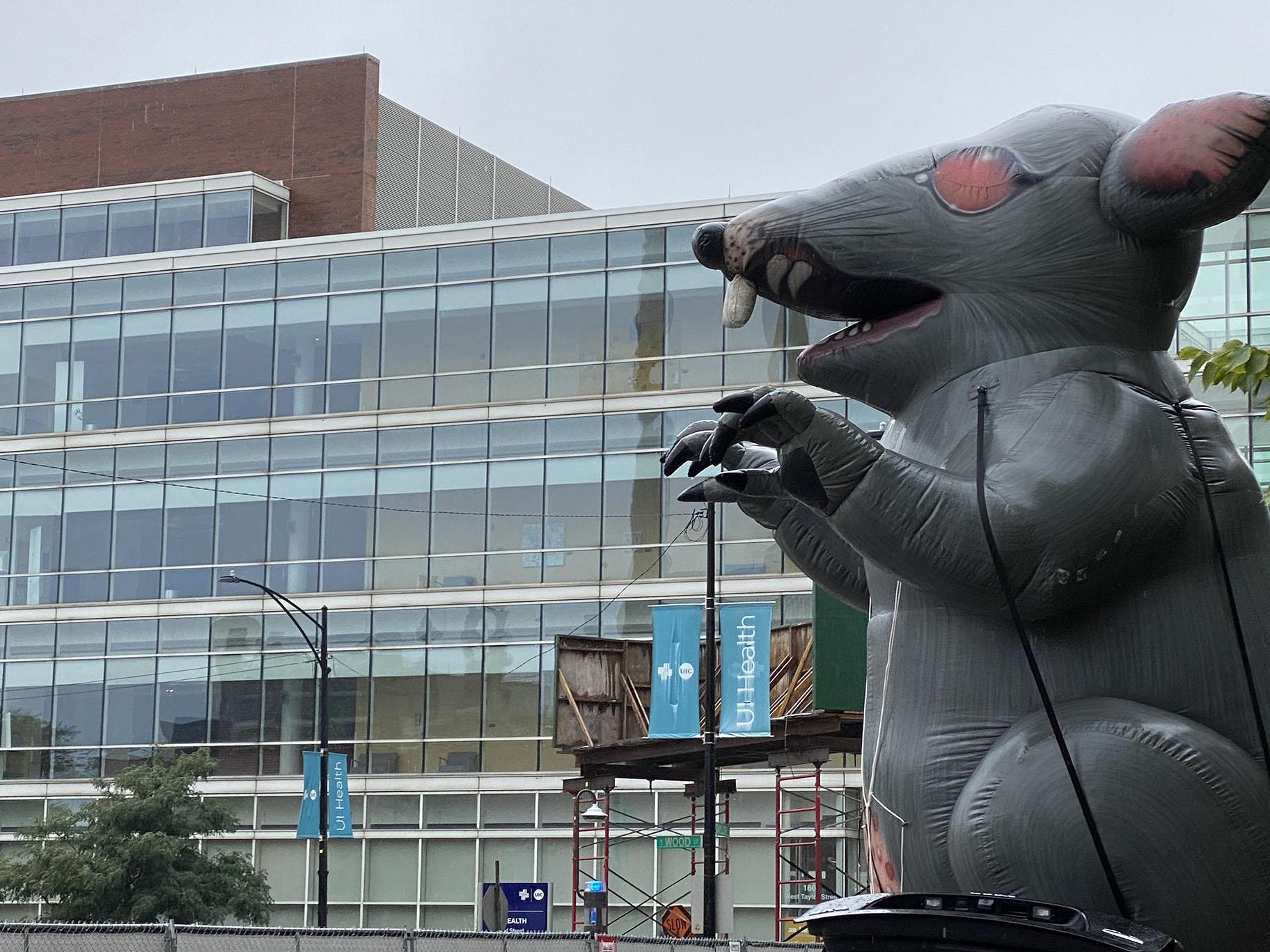 An inflated rat sits outside the University of Illinois Hospital on Saturday, Sept. 12, 2020, the first day of a planned seven-day strike by nurses. (Courtesy of Samuel duBois)