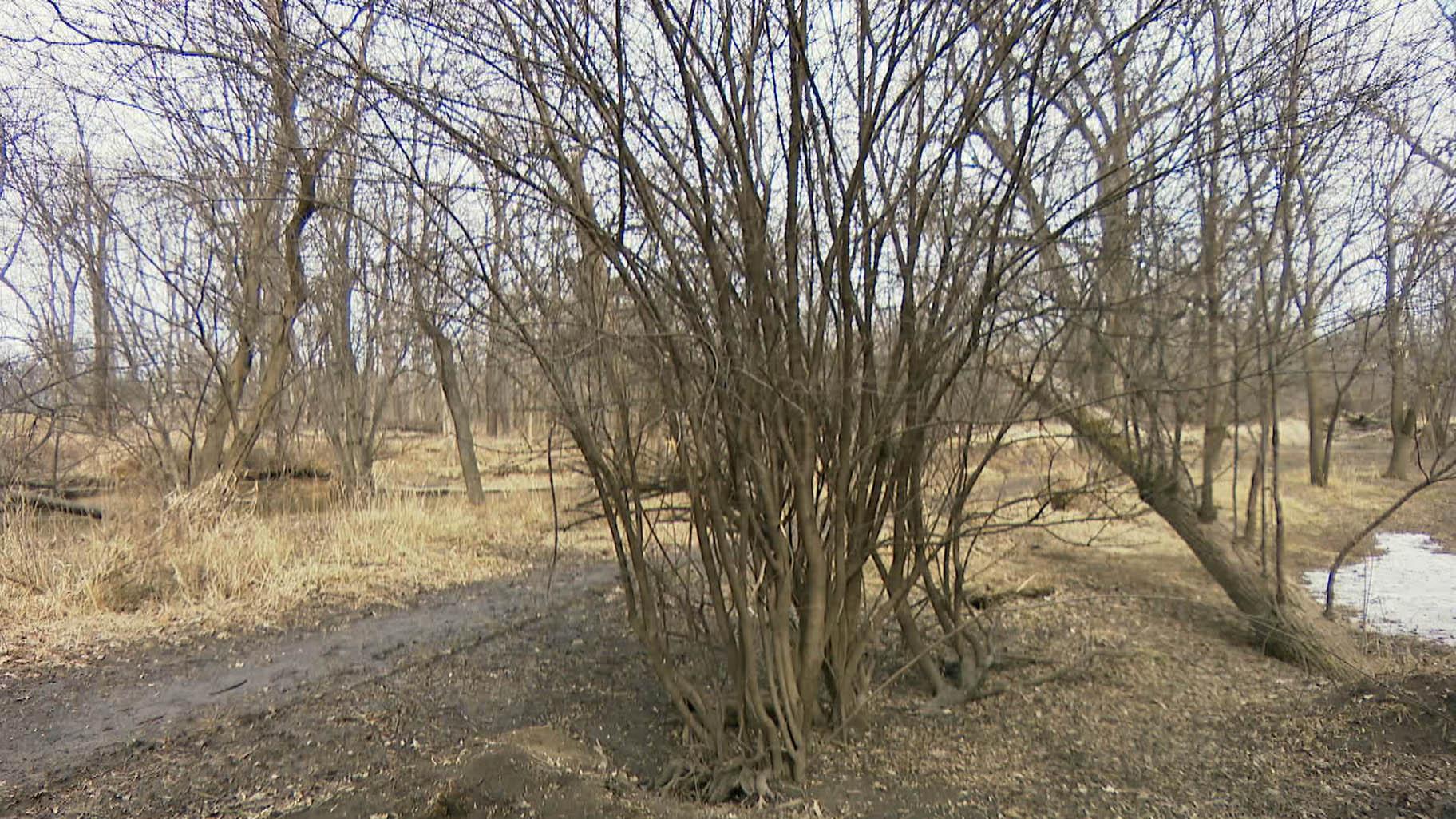 A thicket of European buckthorn, the most prevalent invasive tree species in Chicago, grows in Caldwell Woods on March 4, 2022. (WTTW News)