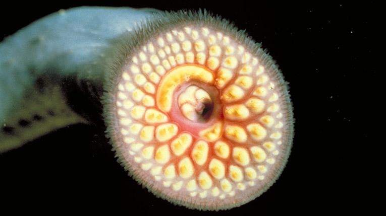 Detailed view of a sea lamprey's oral disc. (United States Environmental Protection Agency)