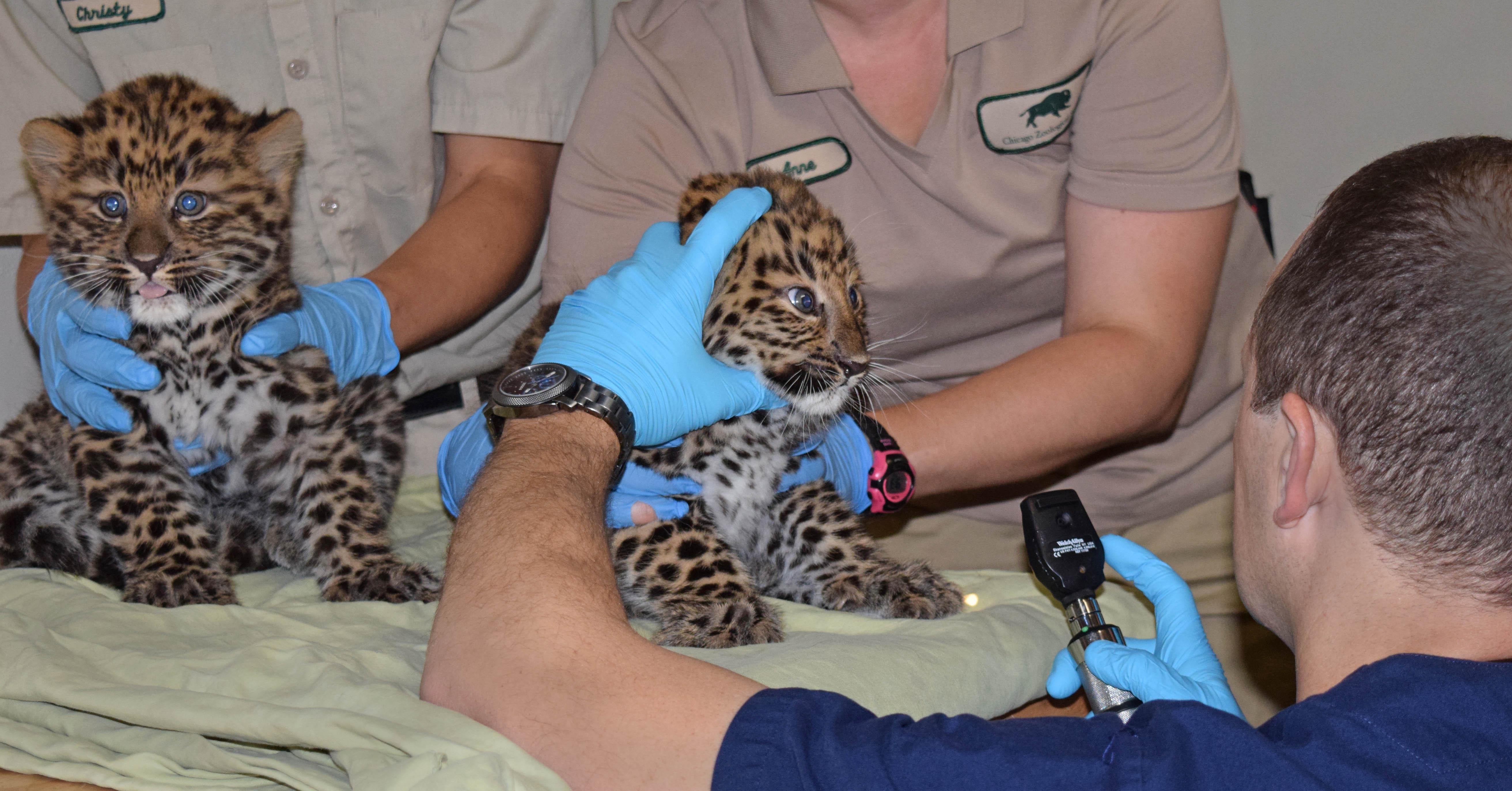 Dr. Michael Adkesson, vice president of clinical medicine for the Chicago Zoological Society, examines one of two male Amur leopard cubs born at Brookfield Zoo on April 18. (Cathy Bazzoni / Chicago Zoological Society)