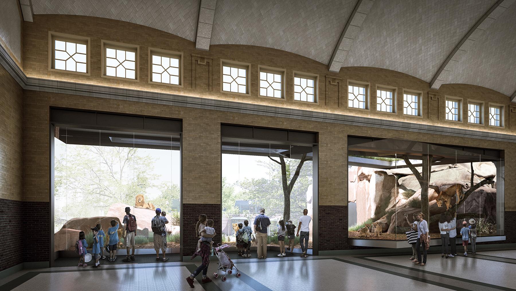 A rendering of the viewing area planned for Lincoln Park Zoo’s Kovler Lion House (Courtesy Lincoln Park Zoo) 