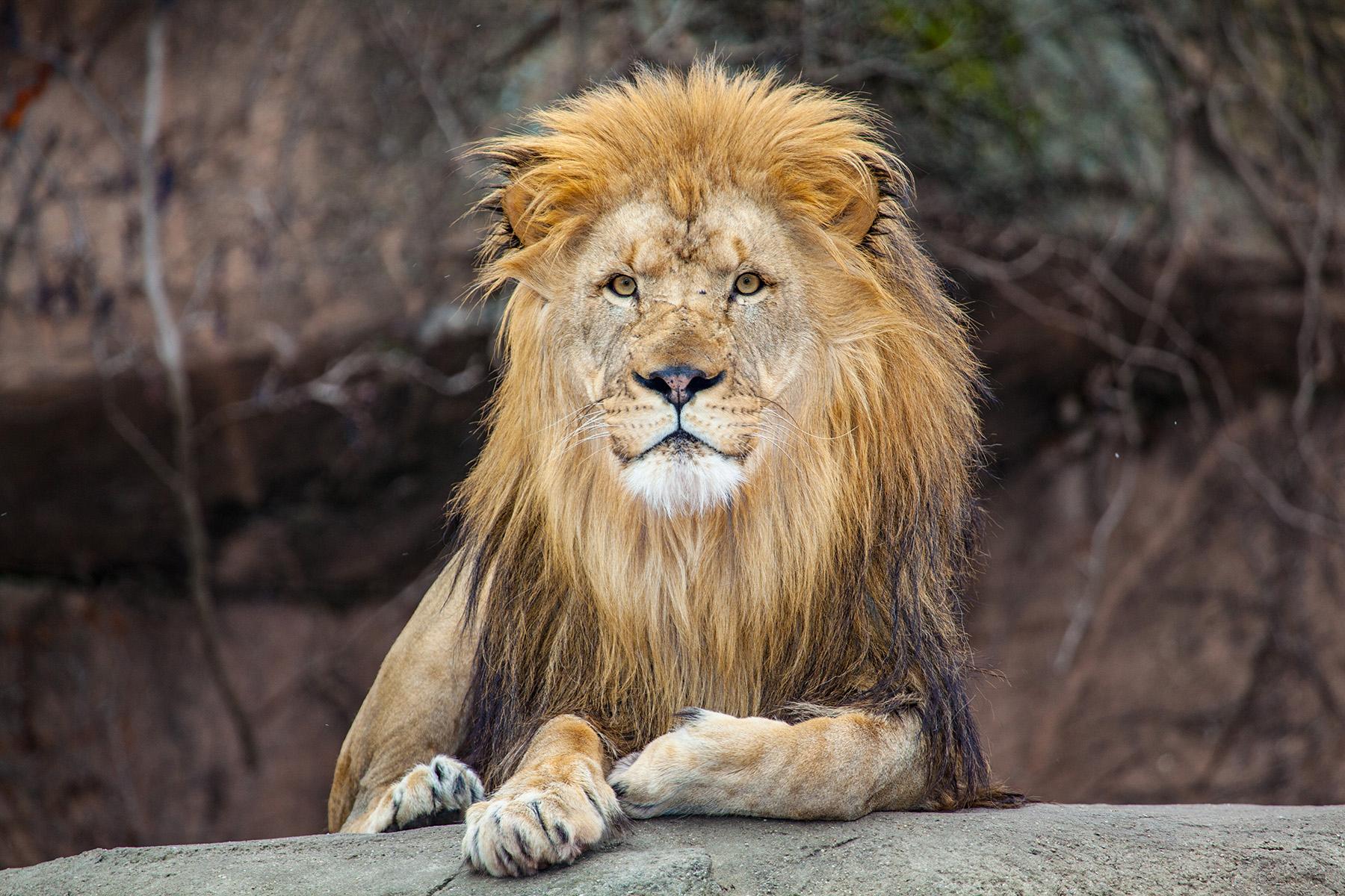Sahar, a 9-year-old male lion at Lincoln Park Zoo (Courtesy Lincoln Park Zoo) 