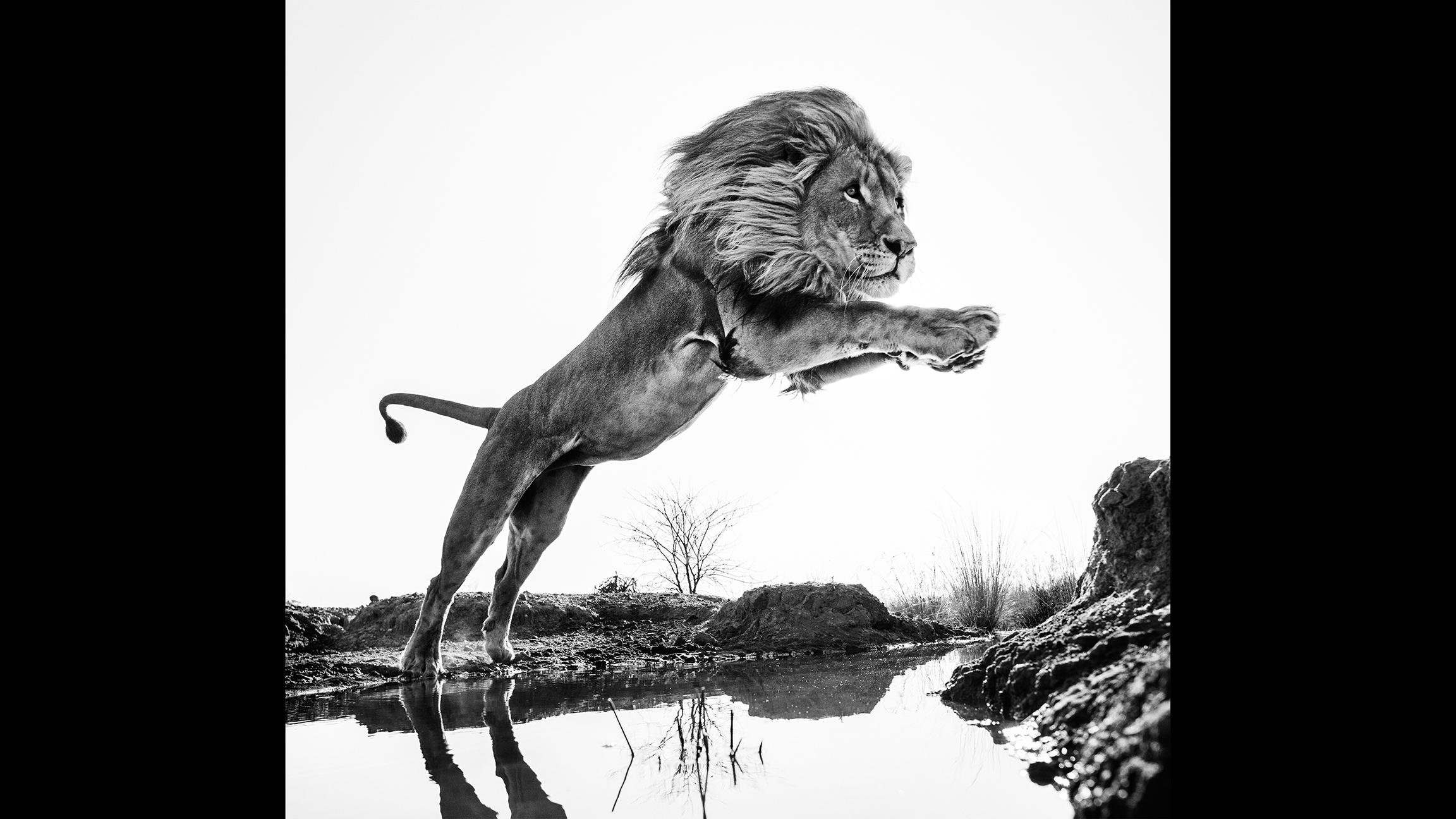 “Lion King” by David Yarrow