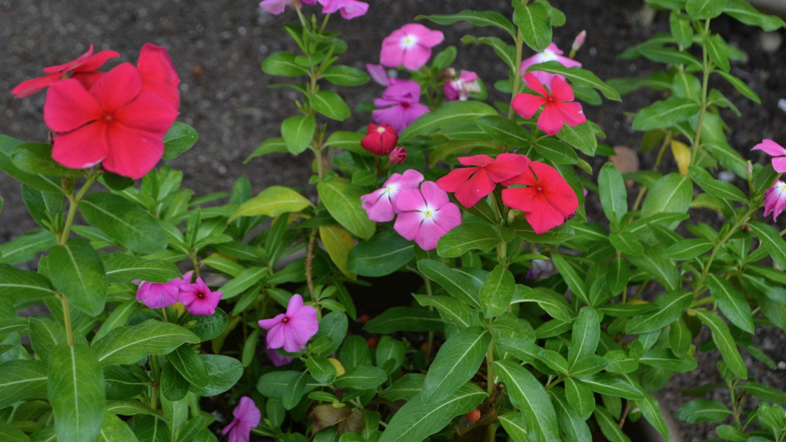 Described by Doel Sojearto as the “icon of the garden,” the study of Madagascar periwinkle has led to the development of two different drugs that are used to treat a variety of cancers. (Kristen Thometz / Chicago Tonight)