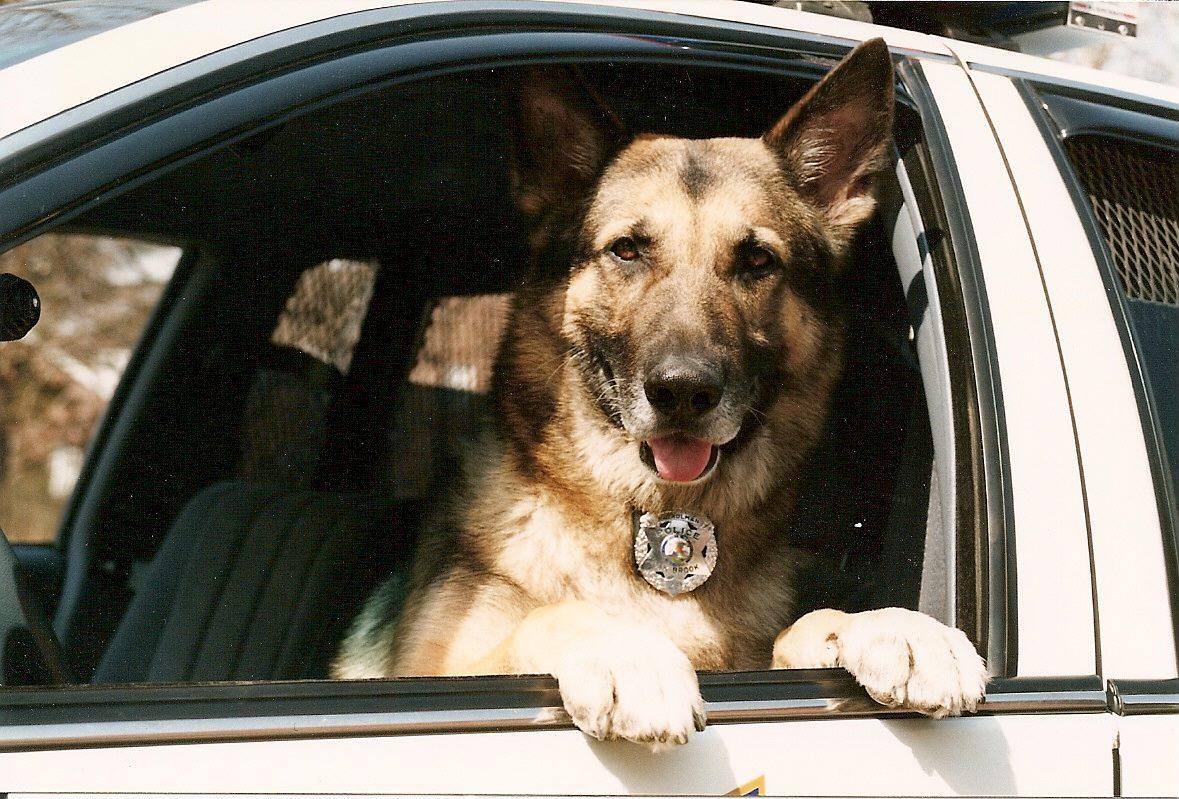 K-9 Officer Marlo served with the Oak Brook Police Department from 1993-2000. (Randy Mucha)