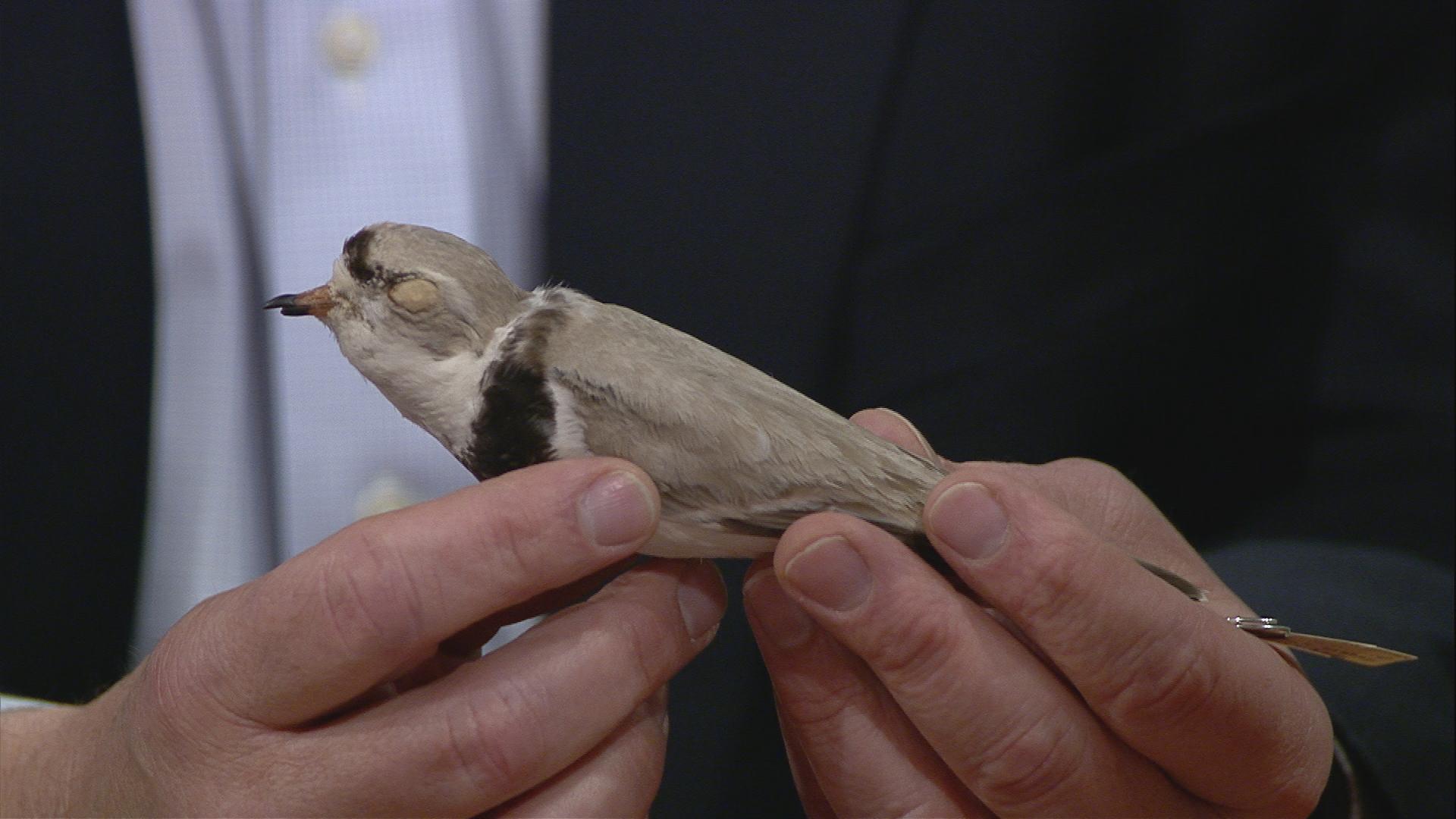 Marra shows a piping plover specimen during the interview. “It's a species that's also commonly under threat because of outdoor cats,” he said.