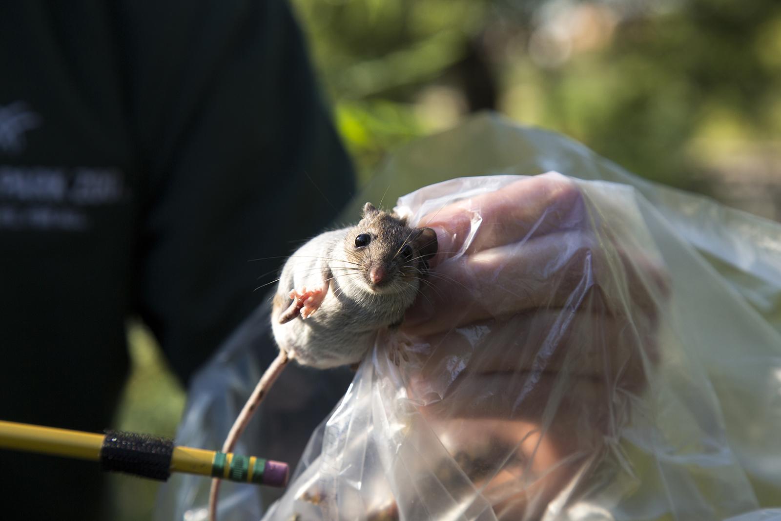 An ongoing Lincoln Park Zoo study aims to examine how communities of of mice and other small mammals fare in Chicago compared to its suburbs. (Jillian Braun / Lincoln Park Zoo)