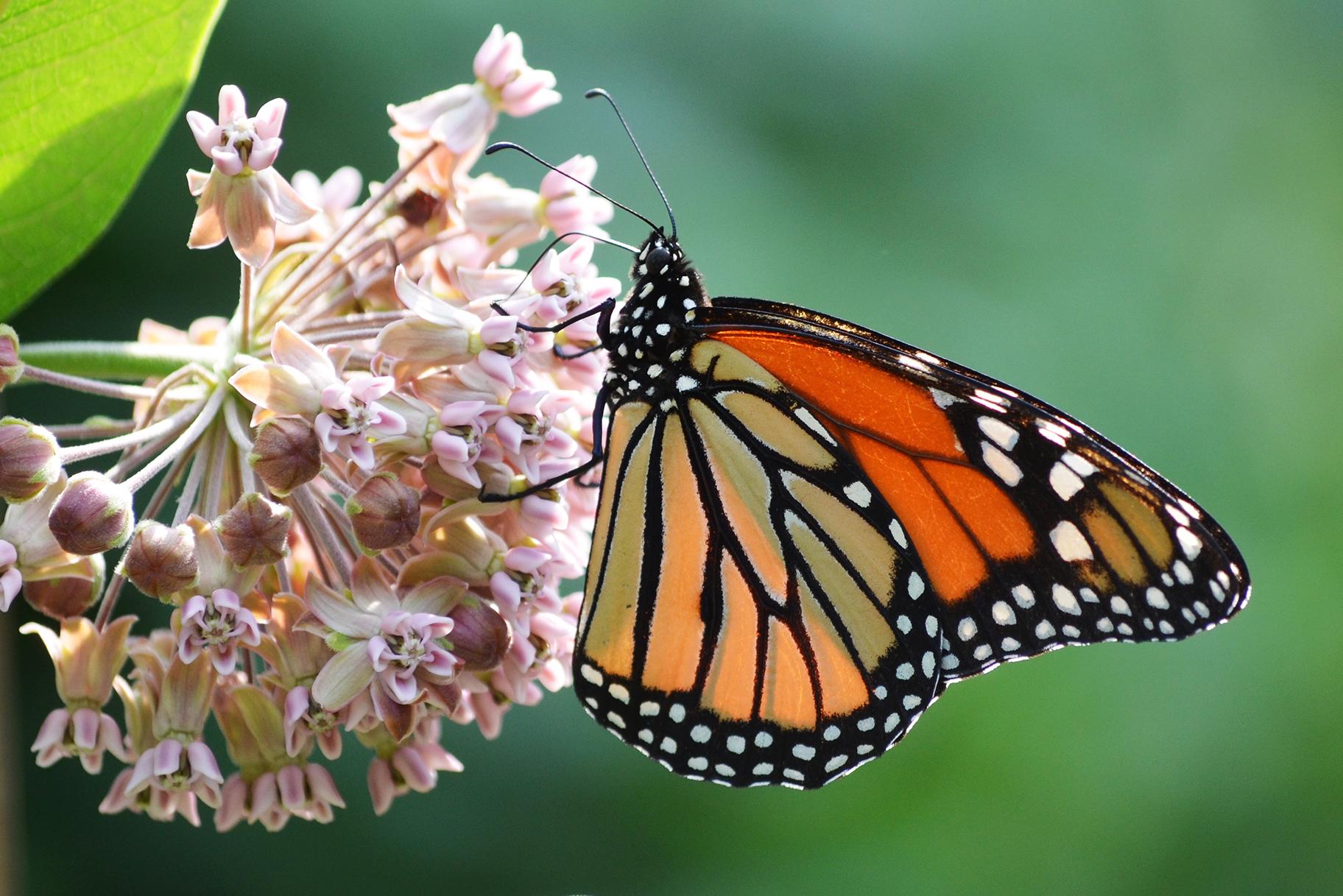 A monarch butterfly on a common milkweed plant (Mark Rogovin / The Field Museum)