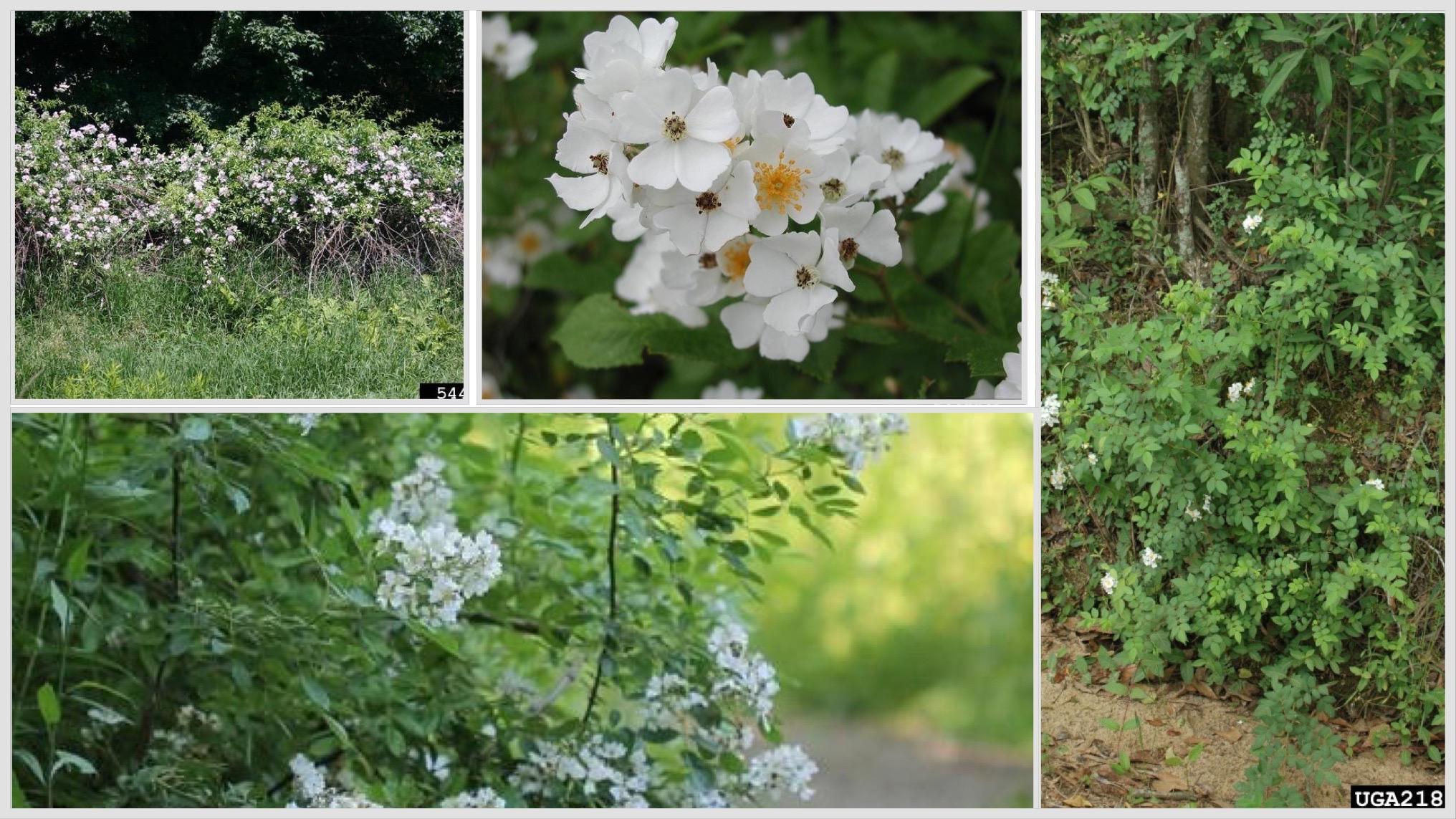 Looks can be deceiving. Lovely blooms mask the aggressive invasive tendencies of multiflora rose, which forms dense, thorny thickets. (Credits, clockwise from top left: Leslie J. Mehrhoff, University of Connecticut, Bugwood.org; Leslie J. Mehrhoff, University of Connecticut, Bugwood.org; Chris Evans, University of Illinois, Bugwood.org; Rob Routledge, Sault College, Bugwood.org) 