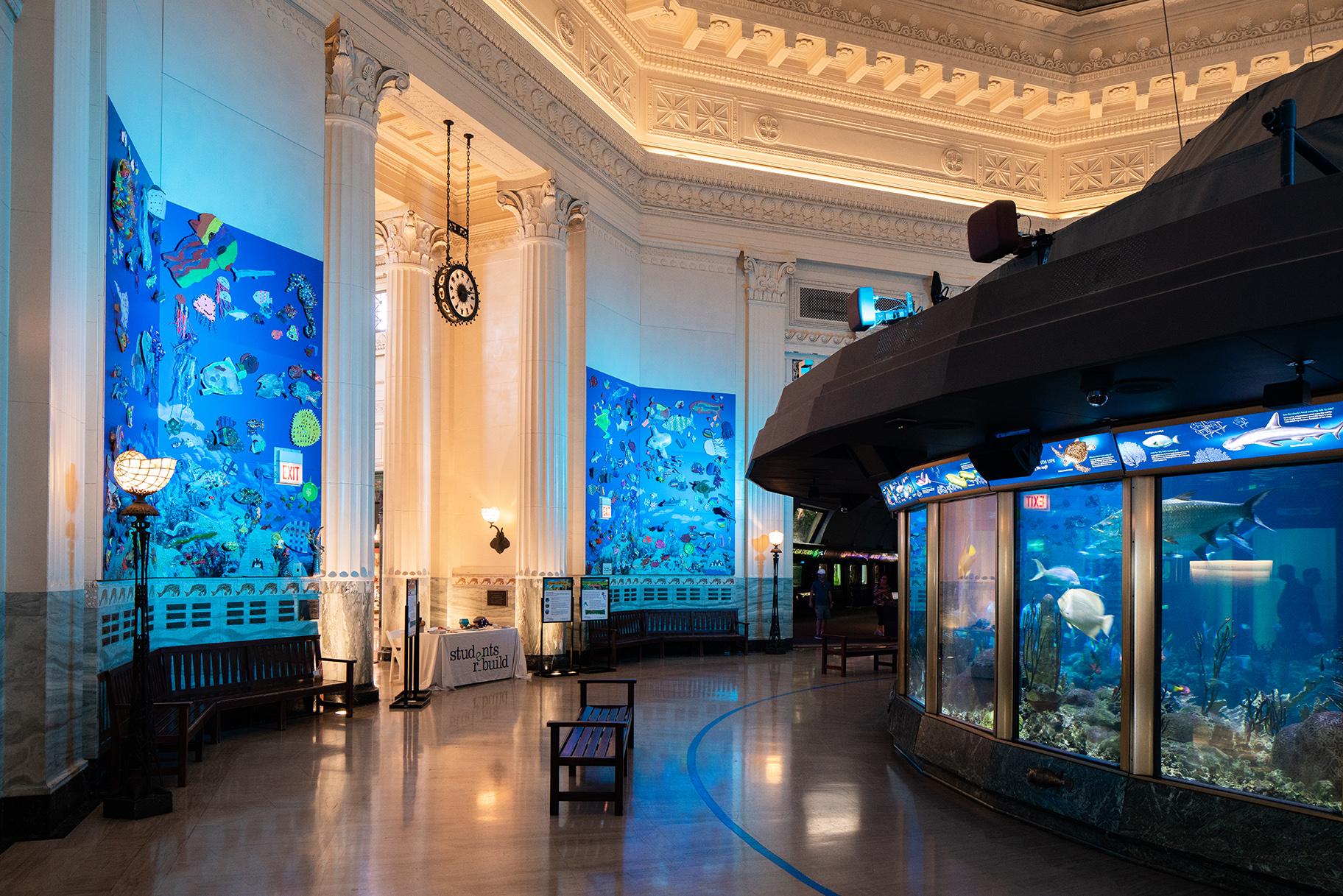 The student-made art is on display next to Shedd Aquarium’s Caribbean Reef exhibit. (Joshua Ford / Bezos Family Foundation)