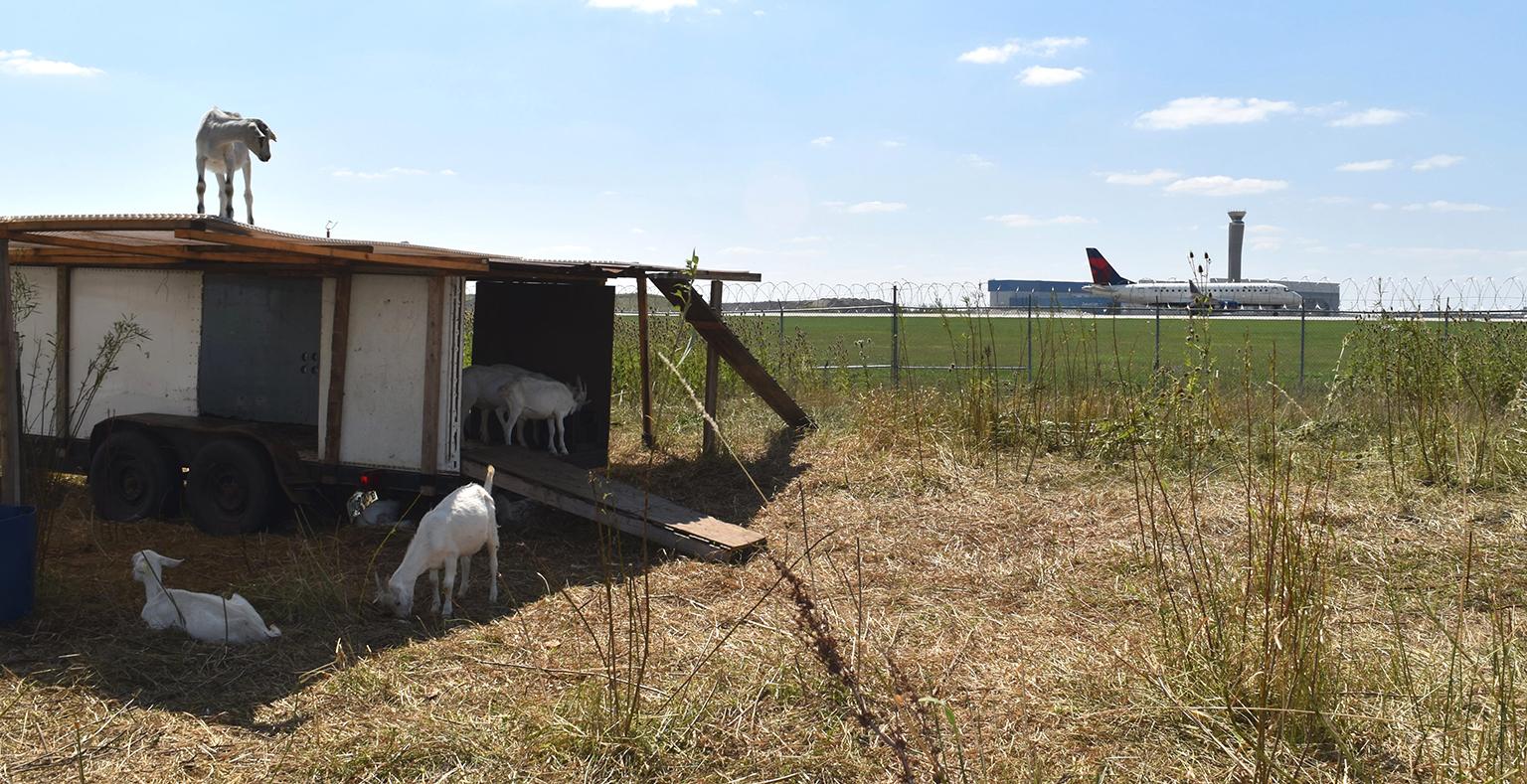 Goats help clear vegetation near the airfield at O'Hare International Airport. (Courtesy Chicago Department of Aviation)
