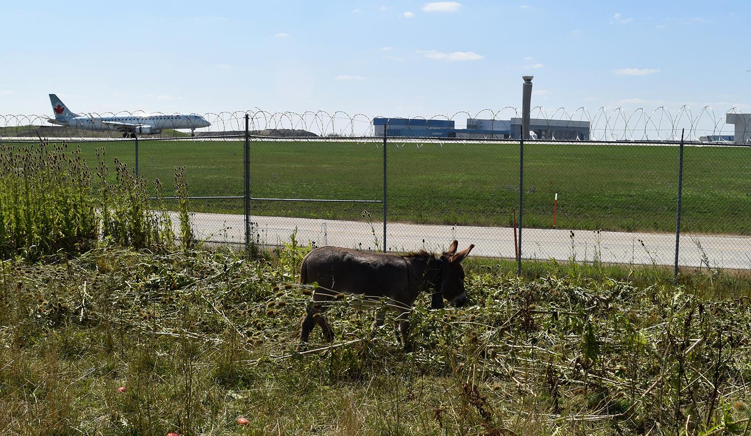 A donkey roams on land to the west of the O'Hare airfield. (Courtesy Chicago Department of Aviation)