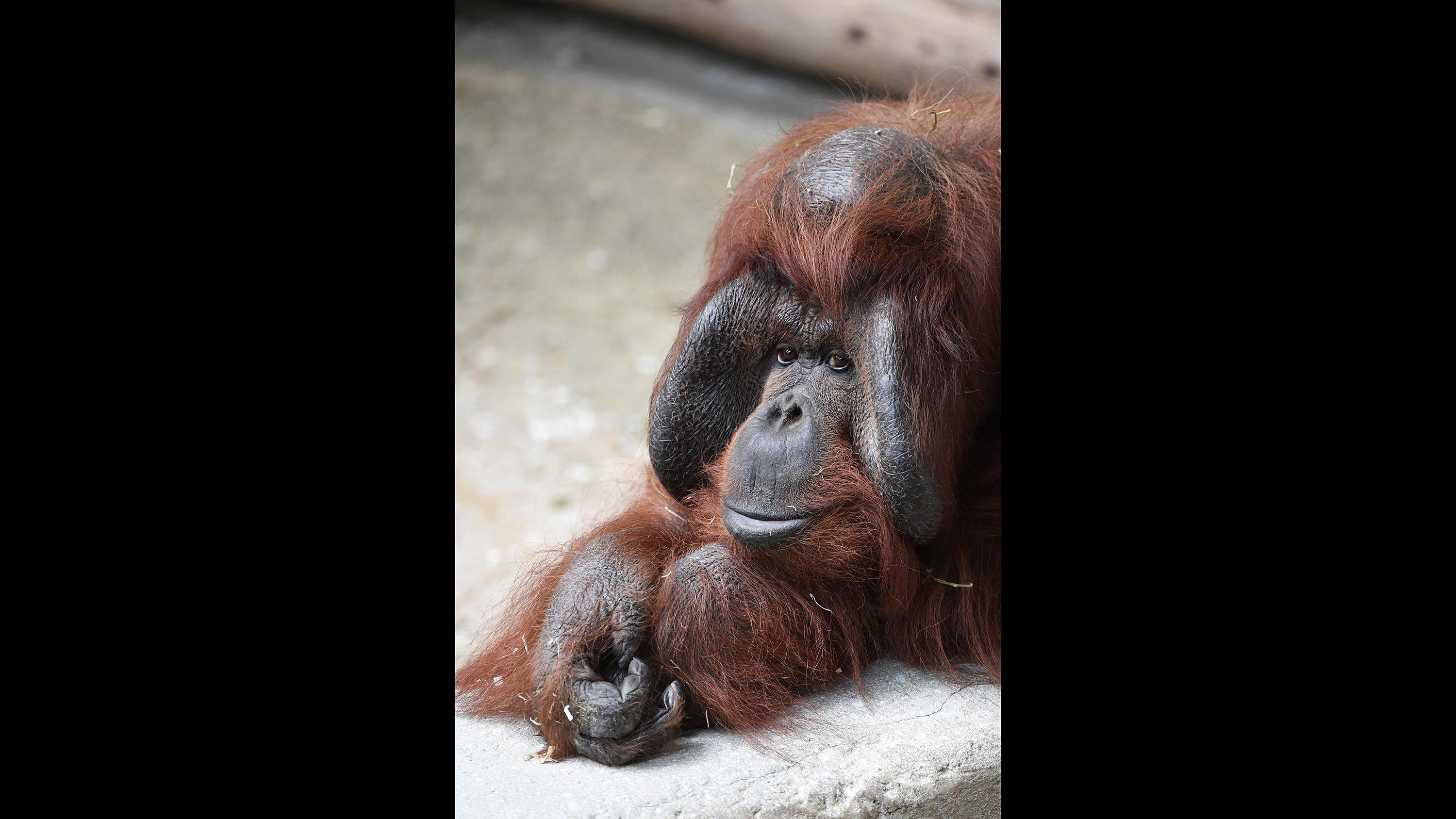 Ben, a 40-year-old orangutan at Brookfield Zoo. (Jim Schulz / Chicago Zoological Society)