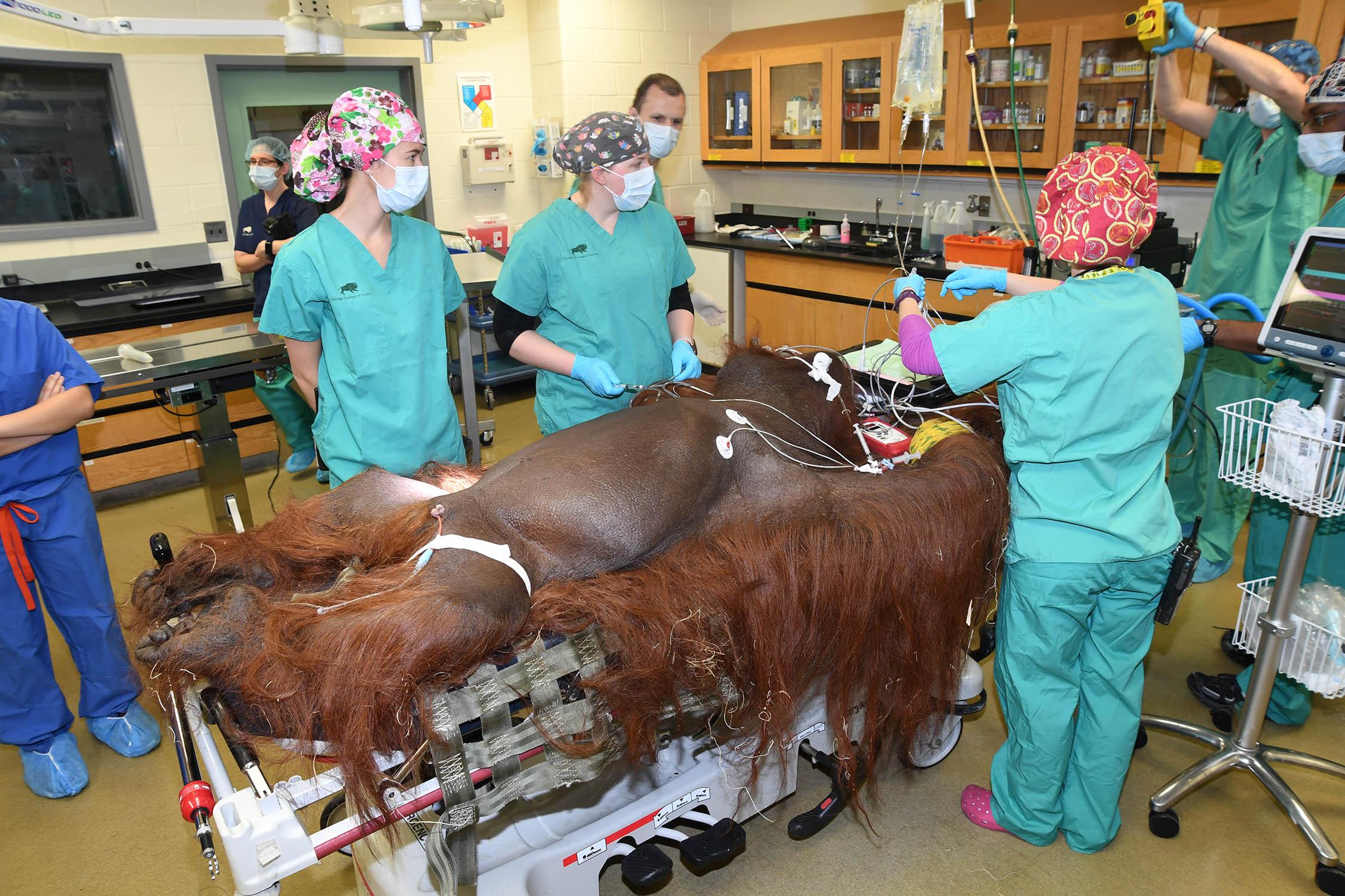 Ben, a 40-year-old orangutan at Brookfield Zoo, received an emergency appendectomy Jan. 23 to remove a ruptured appendix. (Jim Schulz / Chicago Zoological Society)