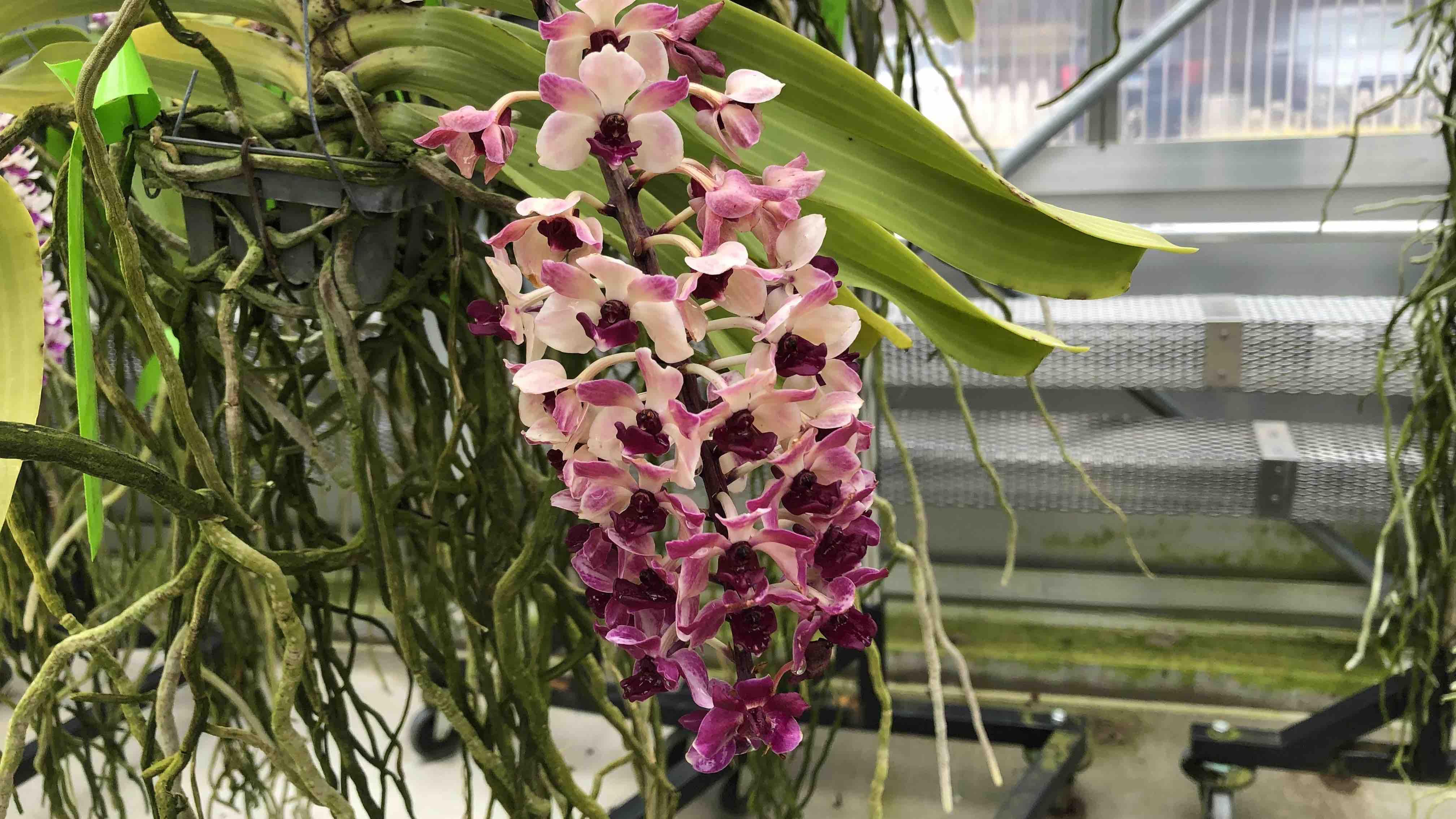 One of the 700 species of orchids in the Chicago Botanic Garden's collection, housed in the Orchidarium. (Patty Wetli / WTTW News)