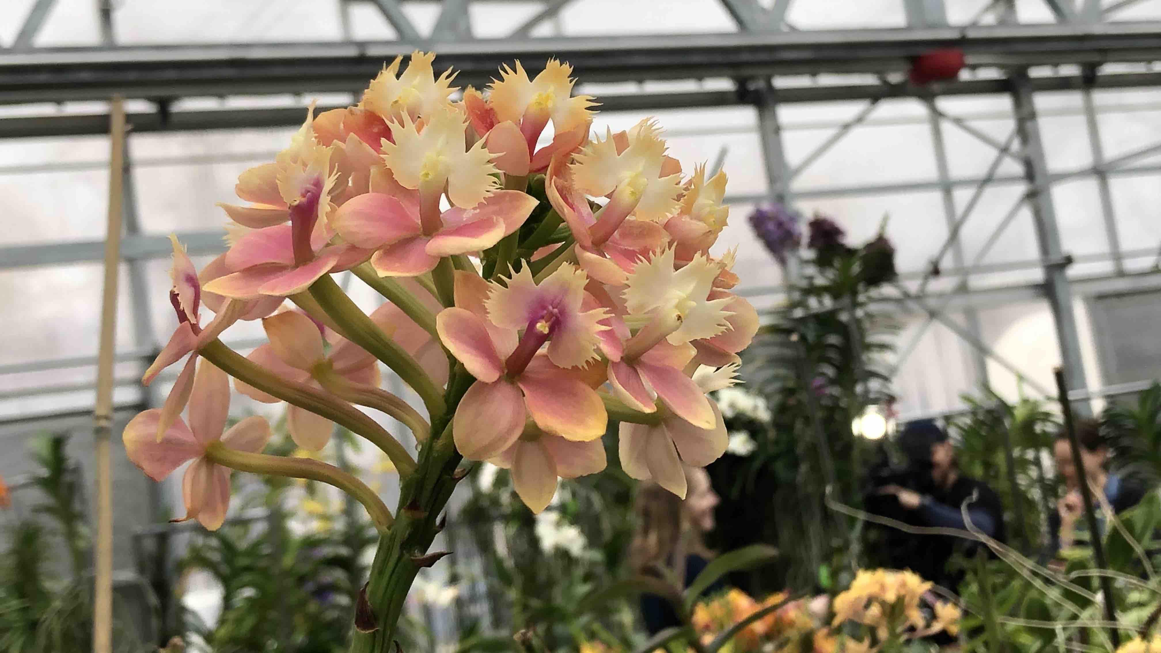 The Orchidarium is one Chicago Botanic Garden's 26 greenhouses. (Patty Wetli / WTTW News)