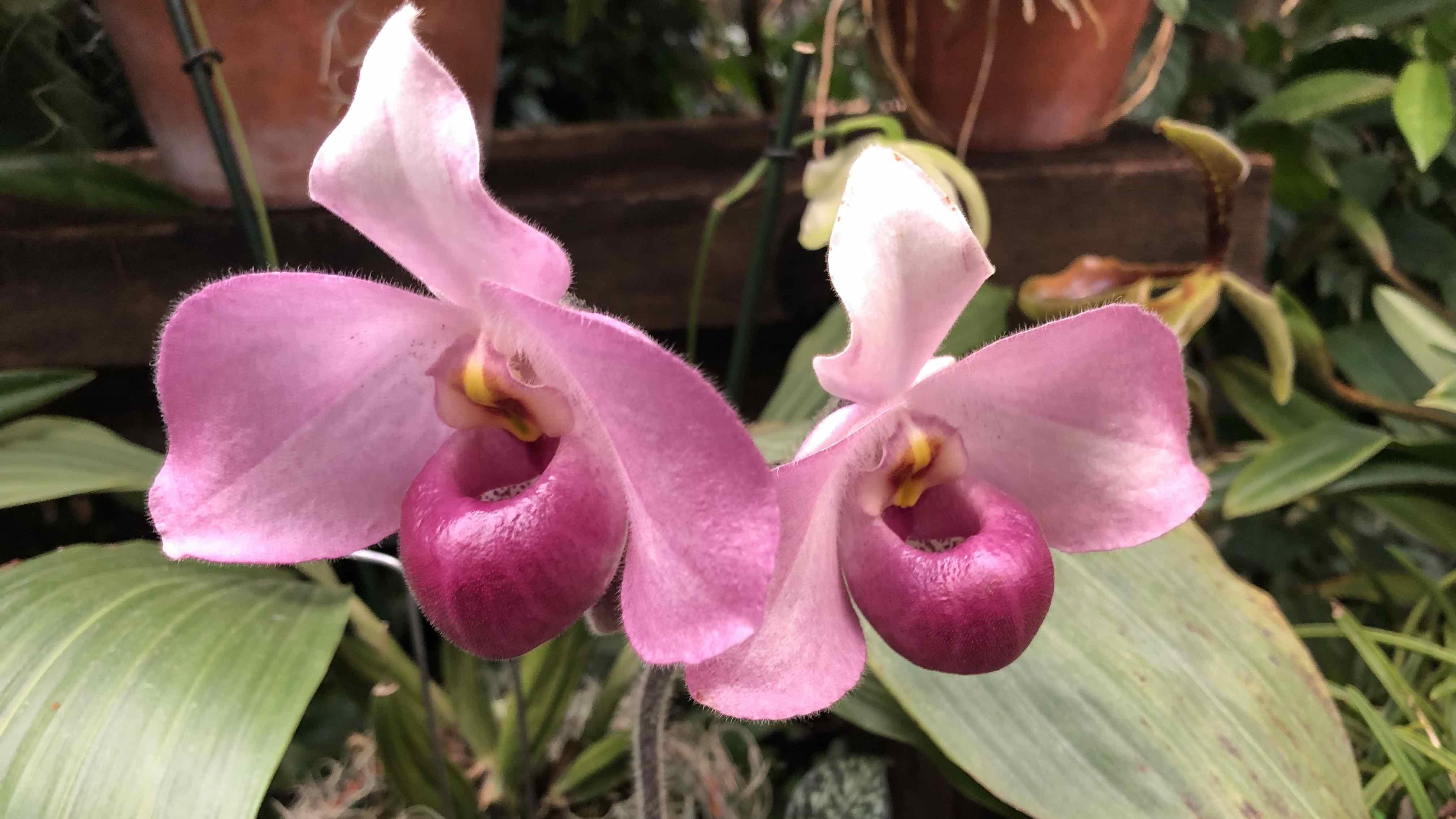 Enchanting slipper orchids from the Orchidarium have made their way into the orchid show. (Patty Wetli / WTTW News)