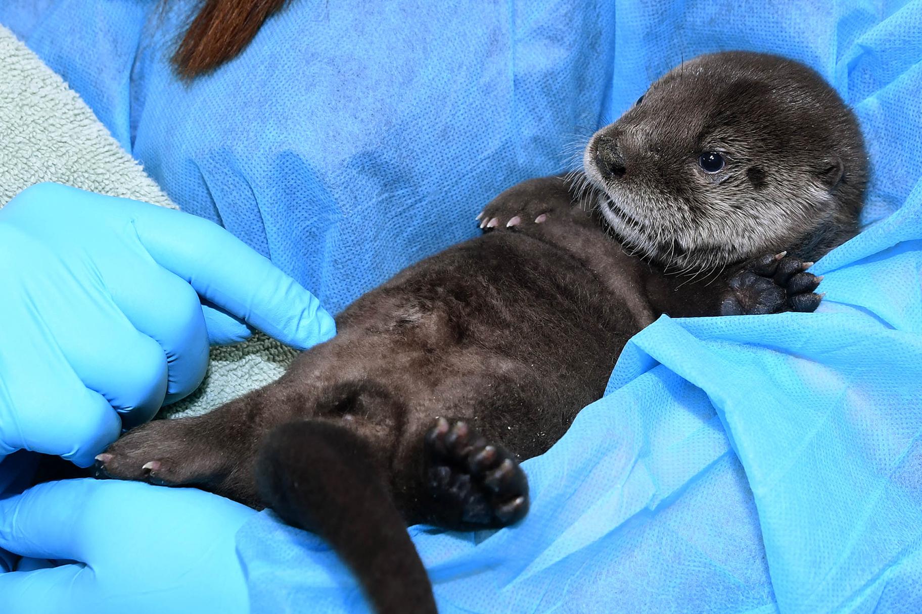 A male North American river otter pup was born Feb. 26 at Brookfield Zoo. (Jim Schulz / Chicago Zoological Society) 