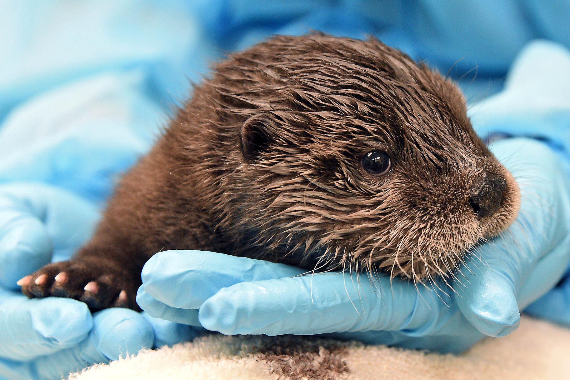 A North American river otter born in February at Brookfield Zoo will be relocated to a zoo with otters of a similar age. (Jim Schulz / Chicago Zoological Society)