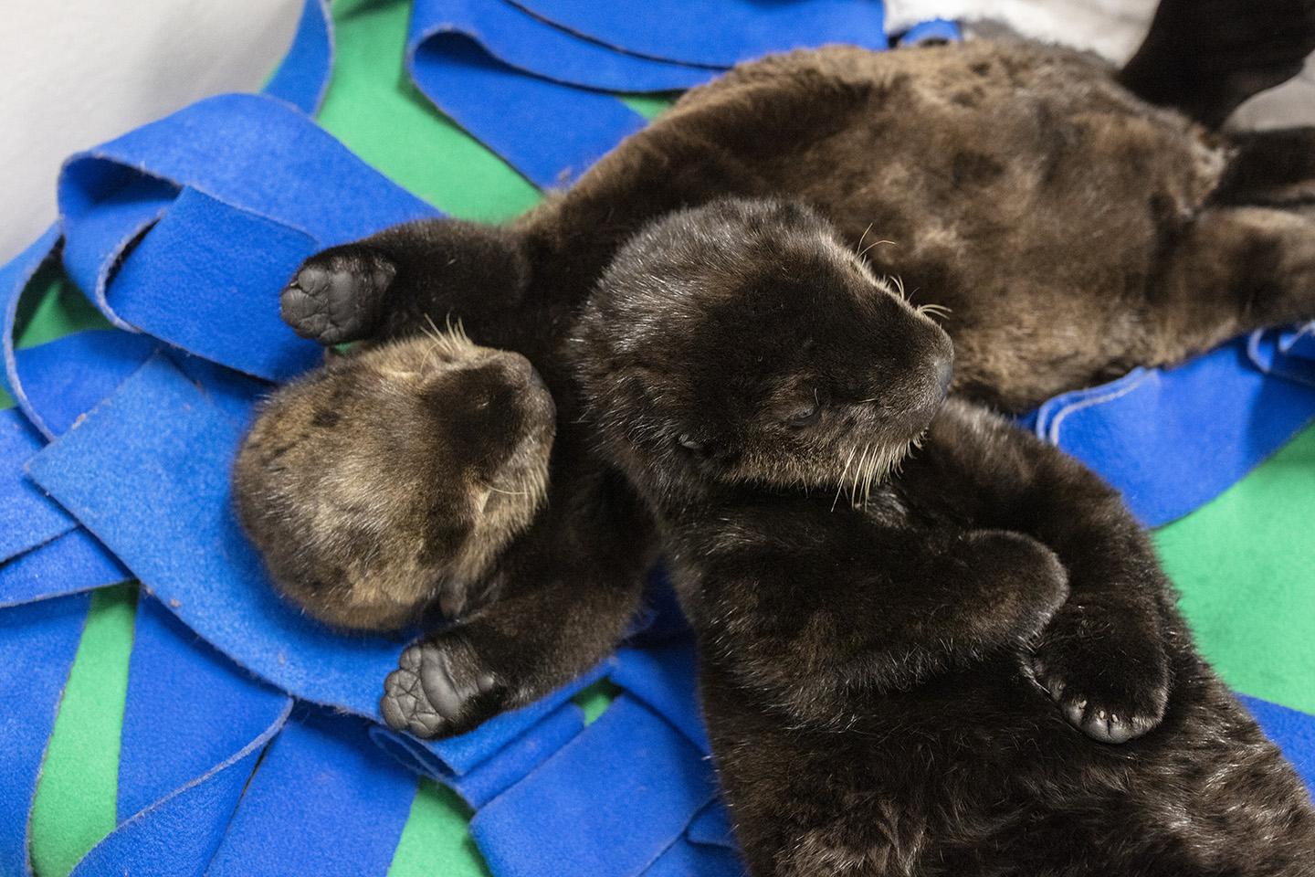 Shedd’s two sea otter pups often sleep next to each other. (Brenna Hernandez / Shedd Aquarium)