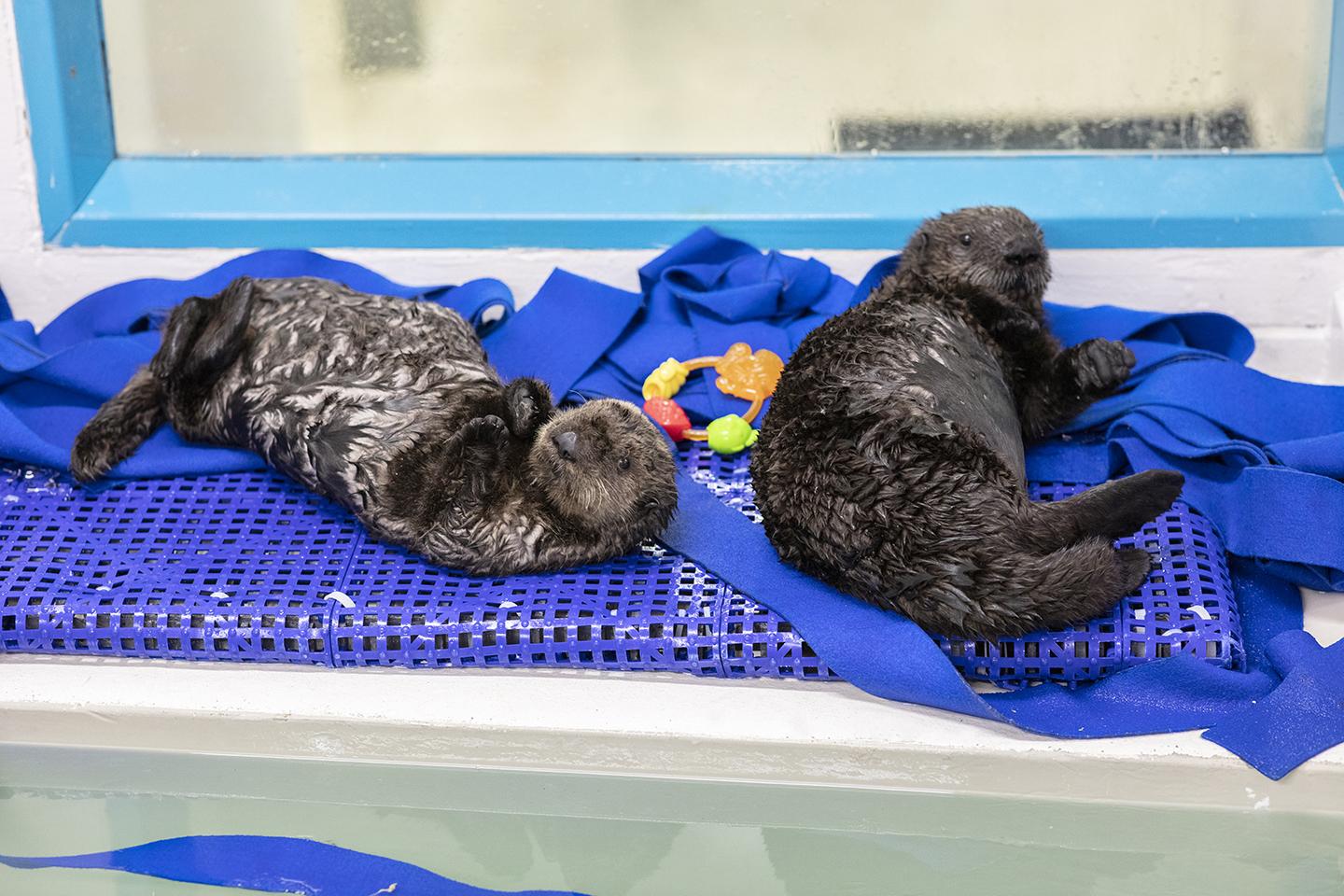 The pups play with plastic toys and can often be found wrestling playfully with each other. (Brenna Hernandez / Shedd Aquarium)