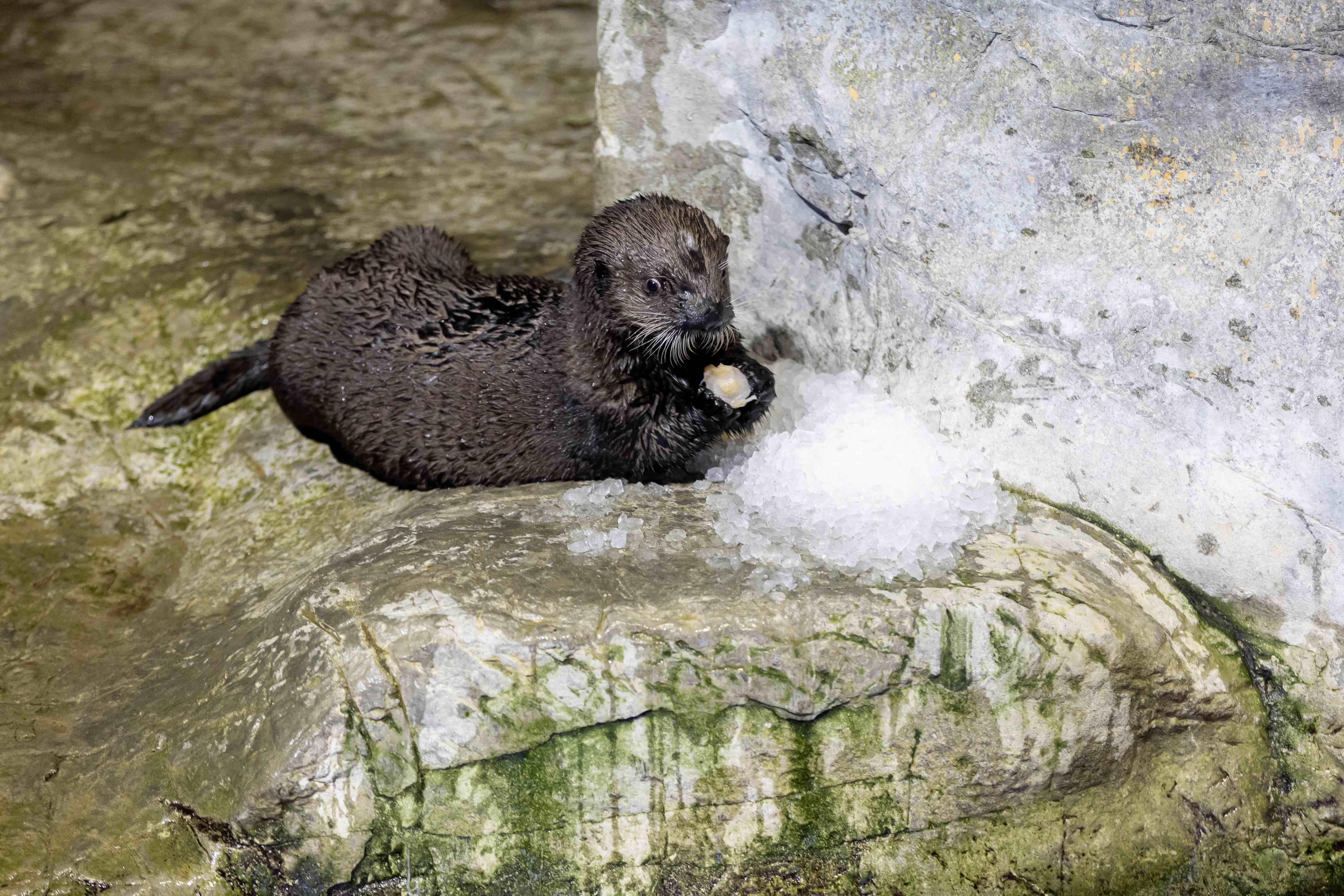The pup arrived at Shedd weighing 10 pounds and was hand-fed bottled formula. He’s now up to 20 pounds and learning to forage for his own meals. (Brenna Hernandez / Shedd Aquarium)