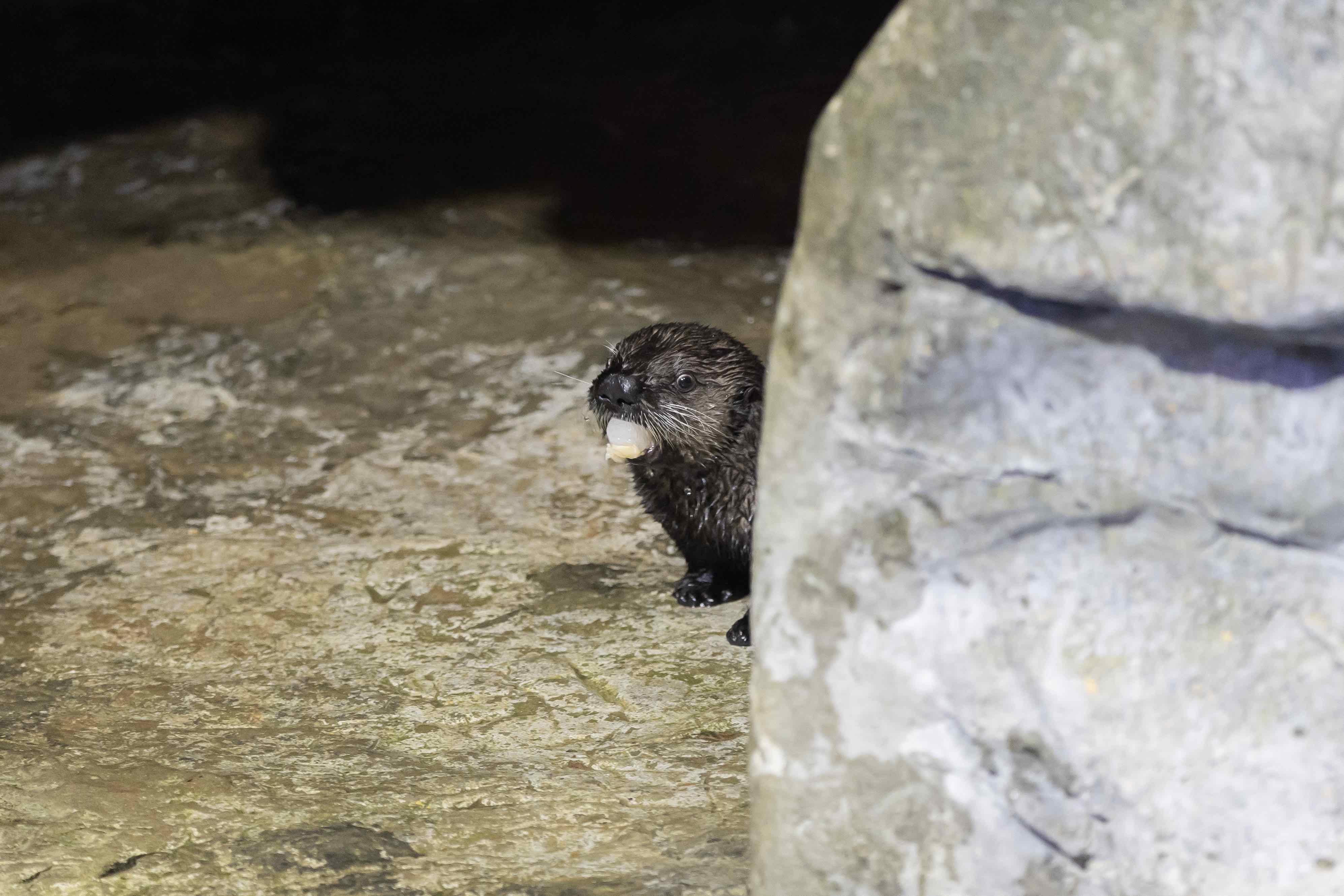 Peek-a-boo! Shedd’s otter pup has been acclimating behind the scenes but is ready to meet the public. (Brenna Hernandez / Shedd Aquarium)