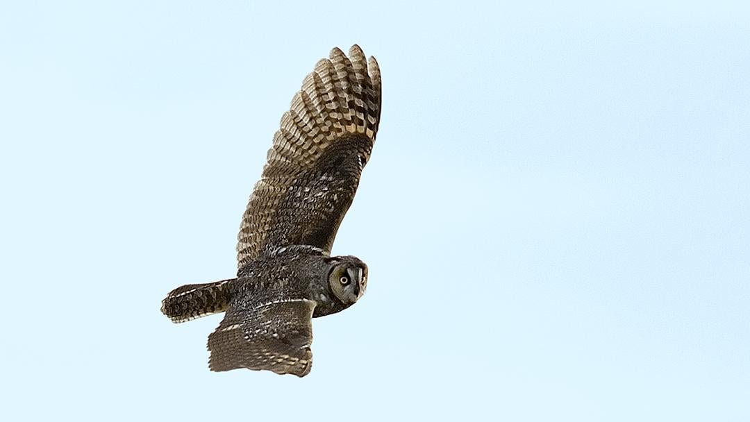 A long-eared owl (Courtesy of Rob Curtis)