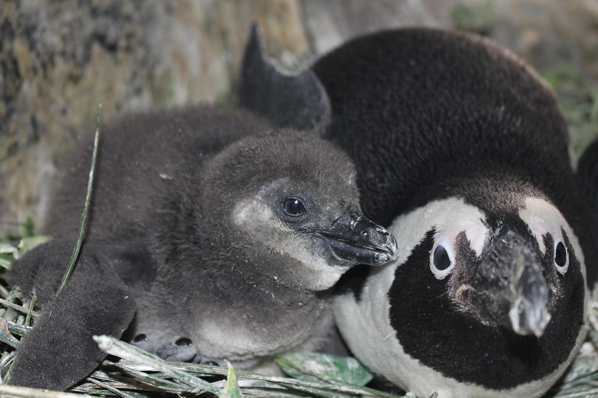An African penguin chick hatched Feb. 10 at Lincoln Park Zoo, pictured here at 21 days old. (Courtesy Lincoln Park Zoo)