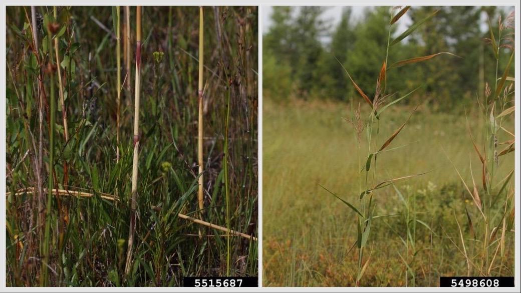 Native phragmites, above, are subtly different from their invasive dupes. Genetic sequencing is underway to determine what makes the both subspecies tick. (Credits, both images: Rob Routledge, Sault College, Bugwood.org)