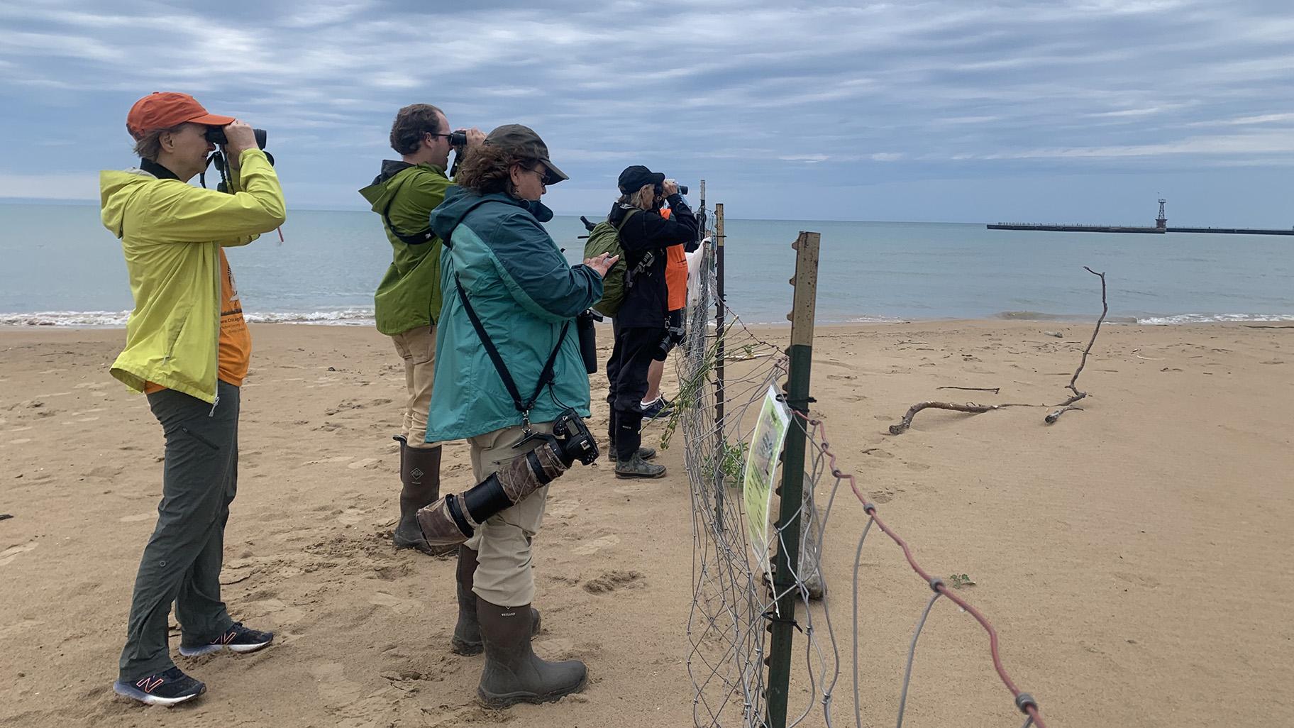 Birding enthusiasts and volunteers with the Chicago Piping Plovers group gather to monitor piping plovers at Montrose following the release of three new plovers July 12, 2023. (Eunice Alpasan / WTTW News)