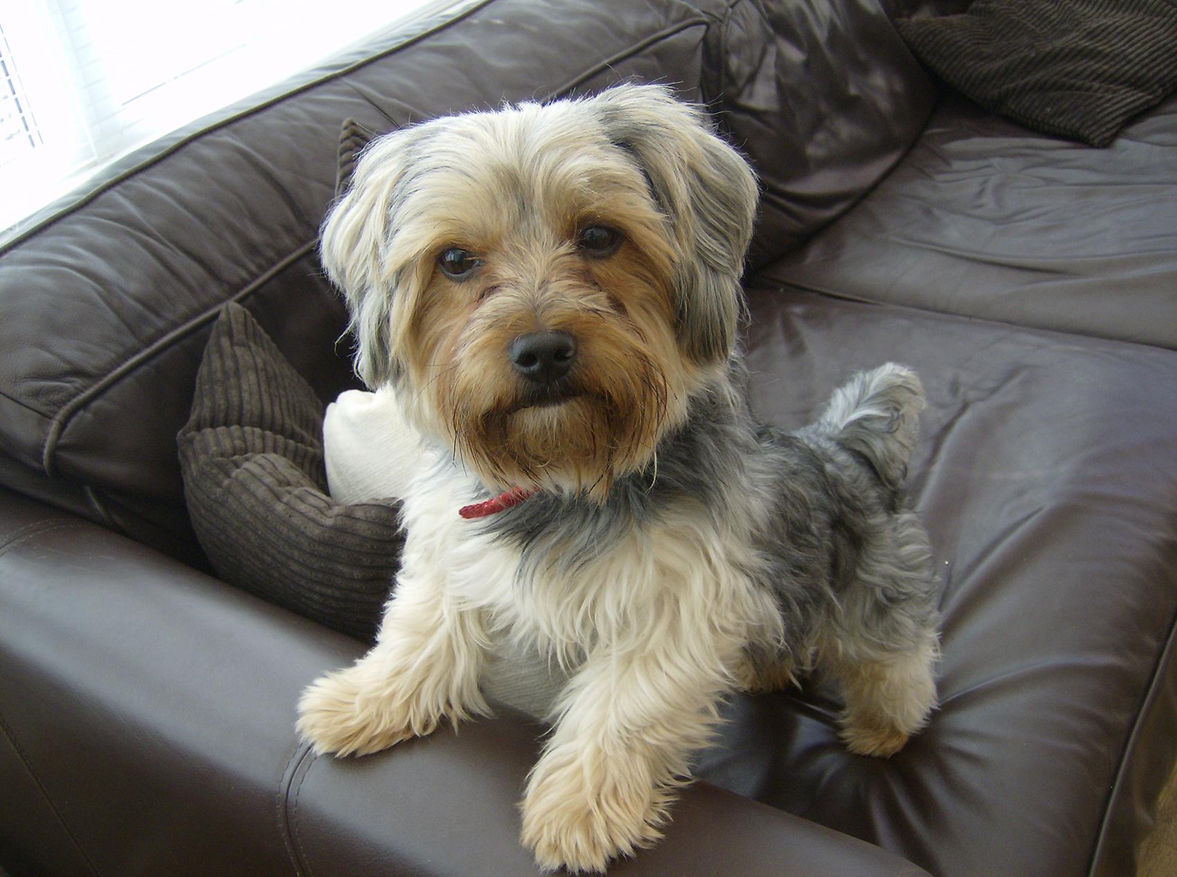 Nearly 9 percent of reported complaints about online pet scams involved Yorkshire terriers. (George2001hi / Wikipedia)