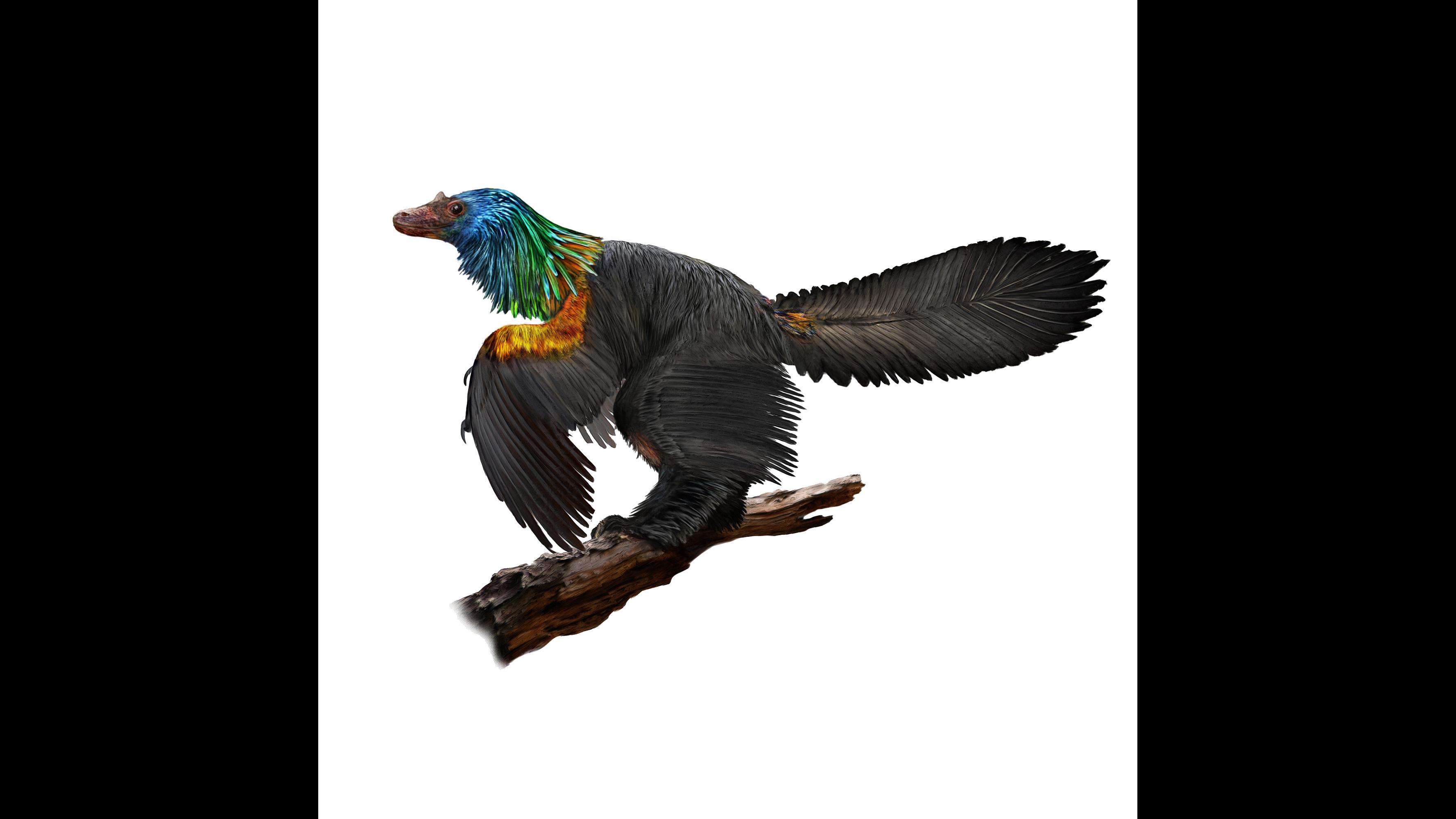 An illustration of Caihong juji, a newly discovered species of dinosaur from 161 million years ago that featured rainbow-colored feathers. (Illustration by Velizar Simeonovski / The Field Museum for UT Austin Jackson School of Geosciences)