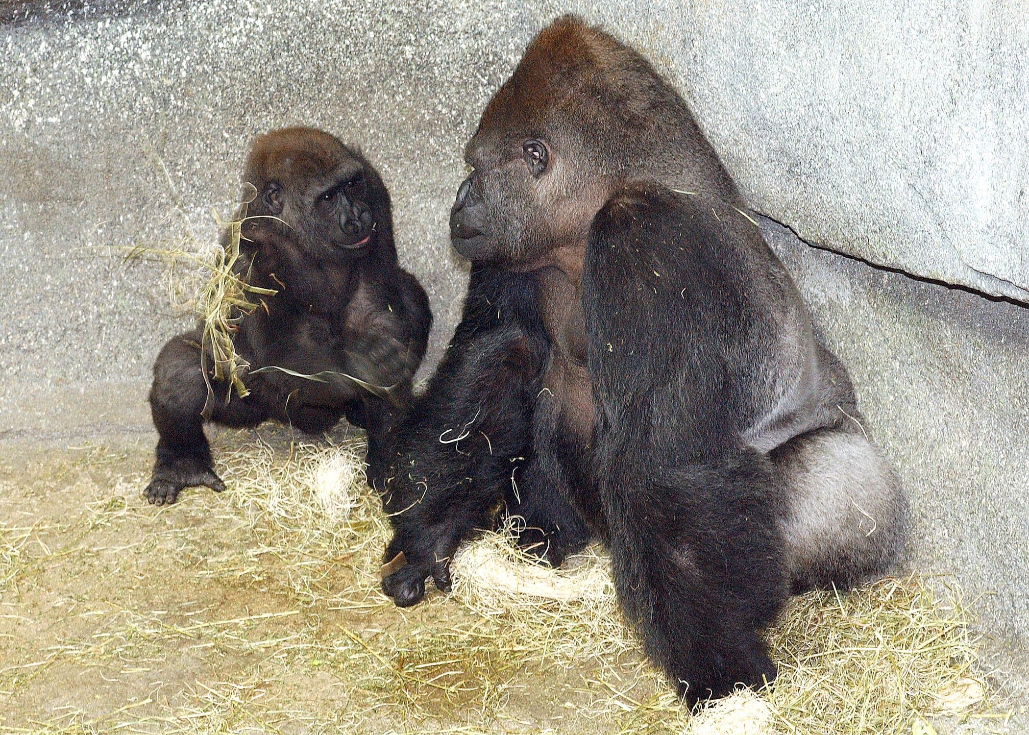 Ramar and son Nadaya in 2005. (Courtesy Chicago Zoological Society)