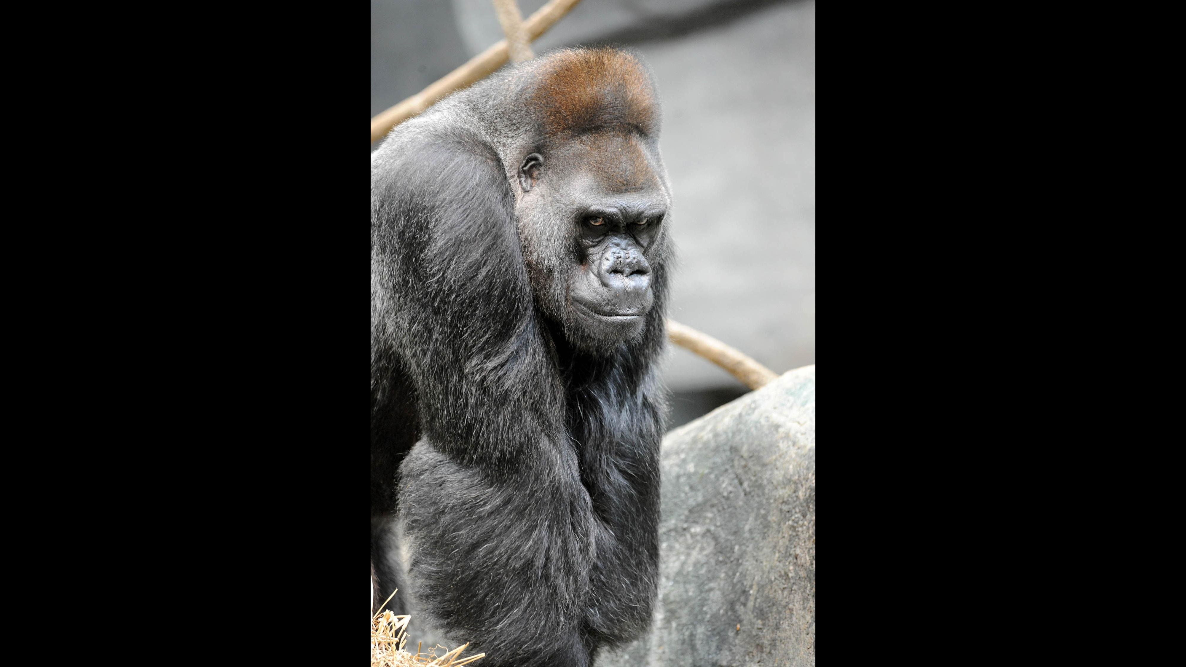Ramar in 2009. (Courtesy Chicago Zoological Society)
