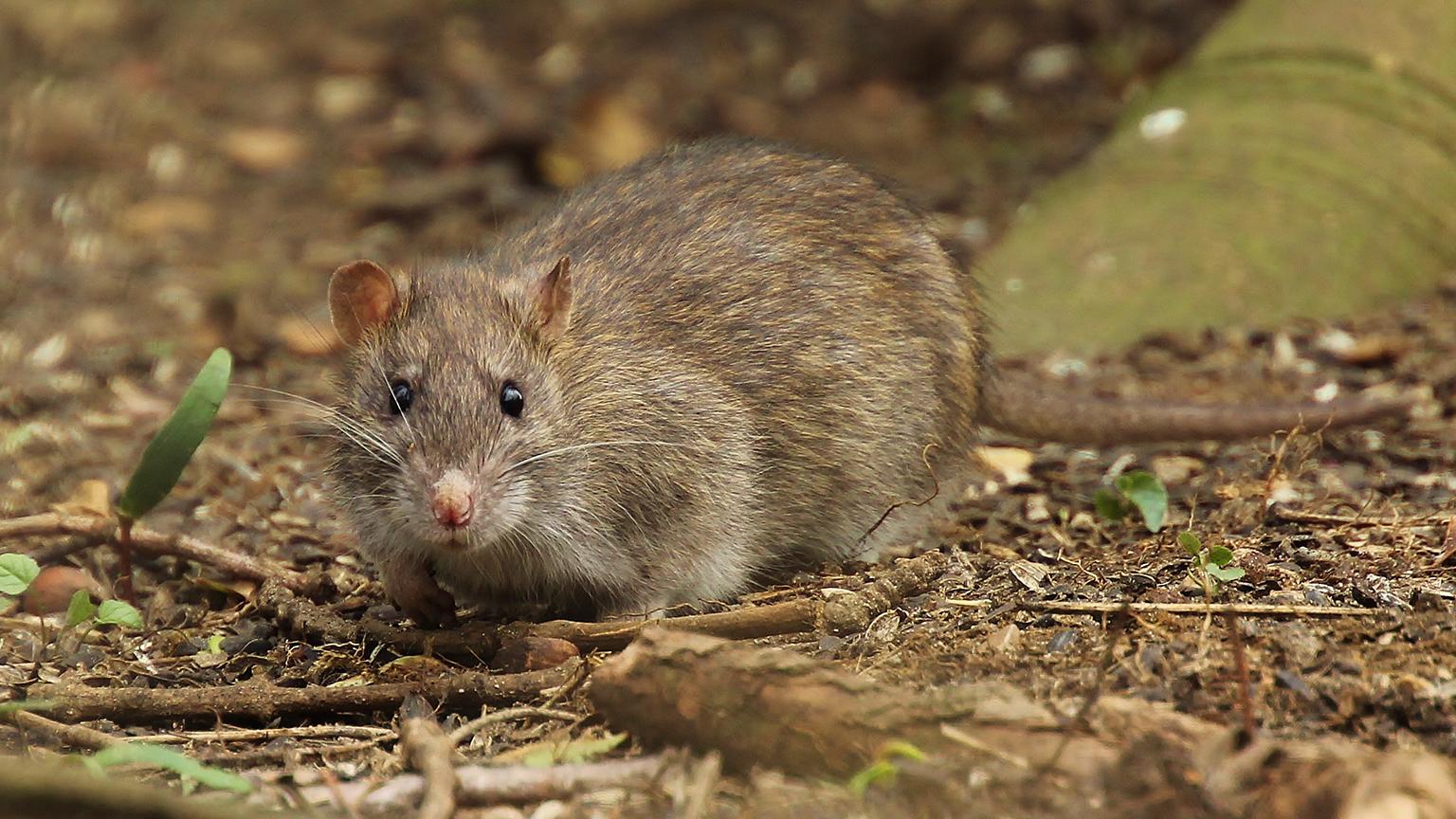 The brown rat (Tony Sutton / Flickr)