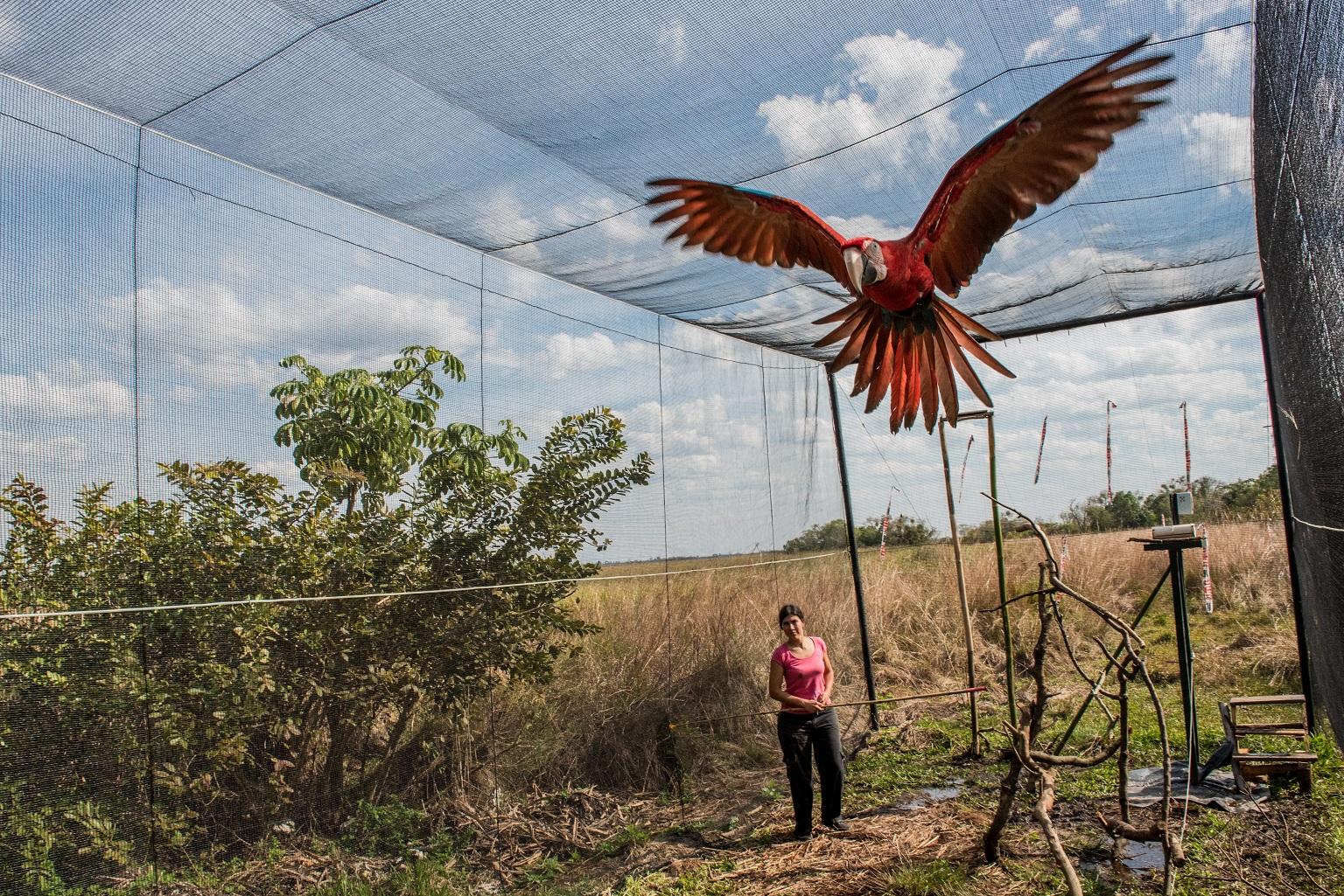 A green-winged Macaw being trained prior to its release in the Iberá Park in Corrientes, Argentina (Beth Wald / Lincoln Park Zoo)