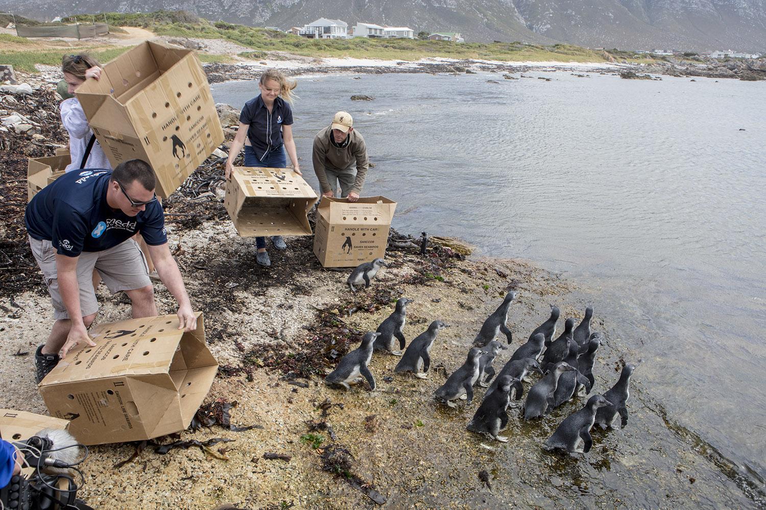 Kurt Heizmann of Shedd Aquarium’s Animal Response Team releases penguin chicks back into the wild in South Africa. (Courtesy of Shedd Aquarium)