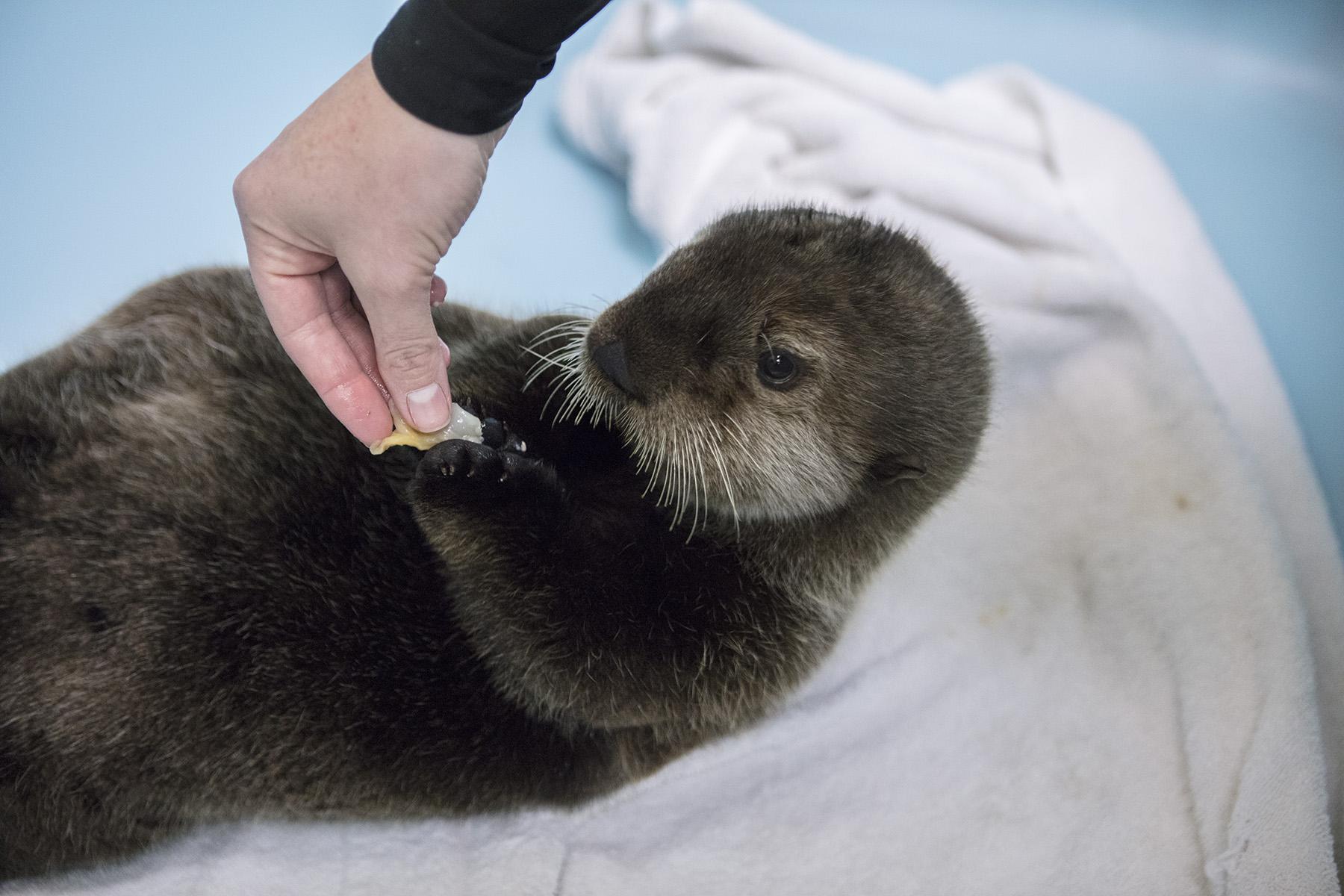 A 2-month old Northern sea otter rescued in September is now in an outdoor habitat at the Alaska SeaLife Center. (Brenna Hernandez / © Shedd Aquarium)