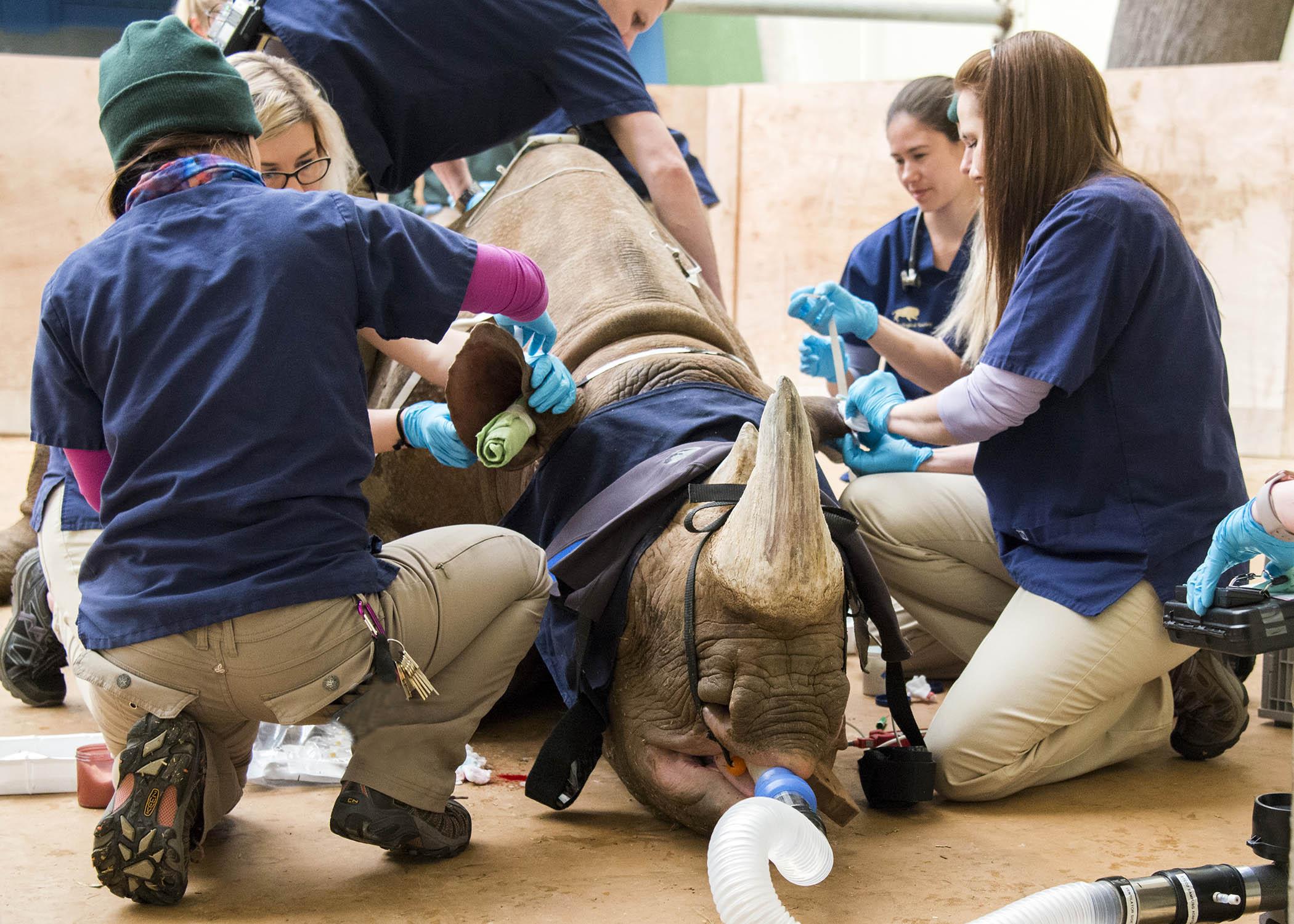 Veterinary staff stabilize Layla in preparation for a CT scan. (Courtesy Chicago Zoological Society)