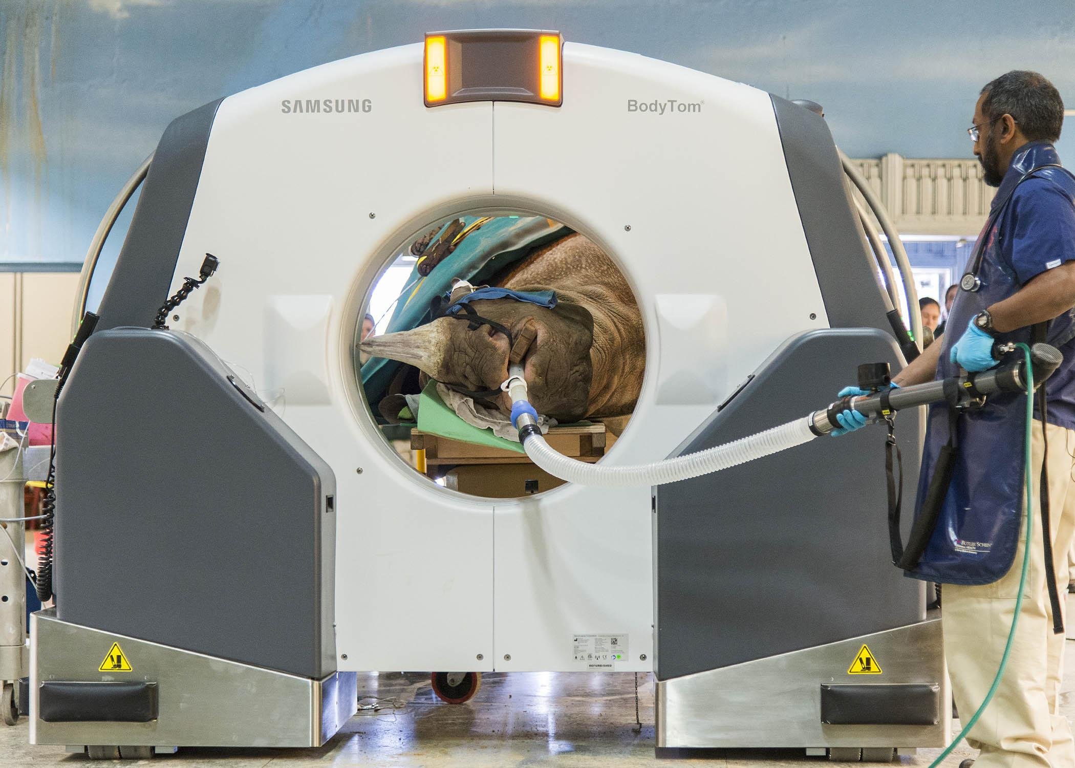 Dr. Sathya Chinnadurai monitors Layla as she receives a CT scan inside Brookfield Zoo's Pachyderm House. (Courtesy Chicago Zoological Society)
