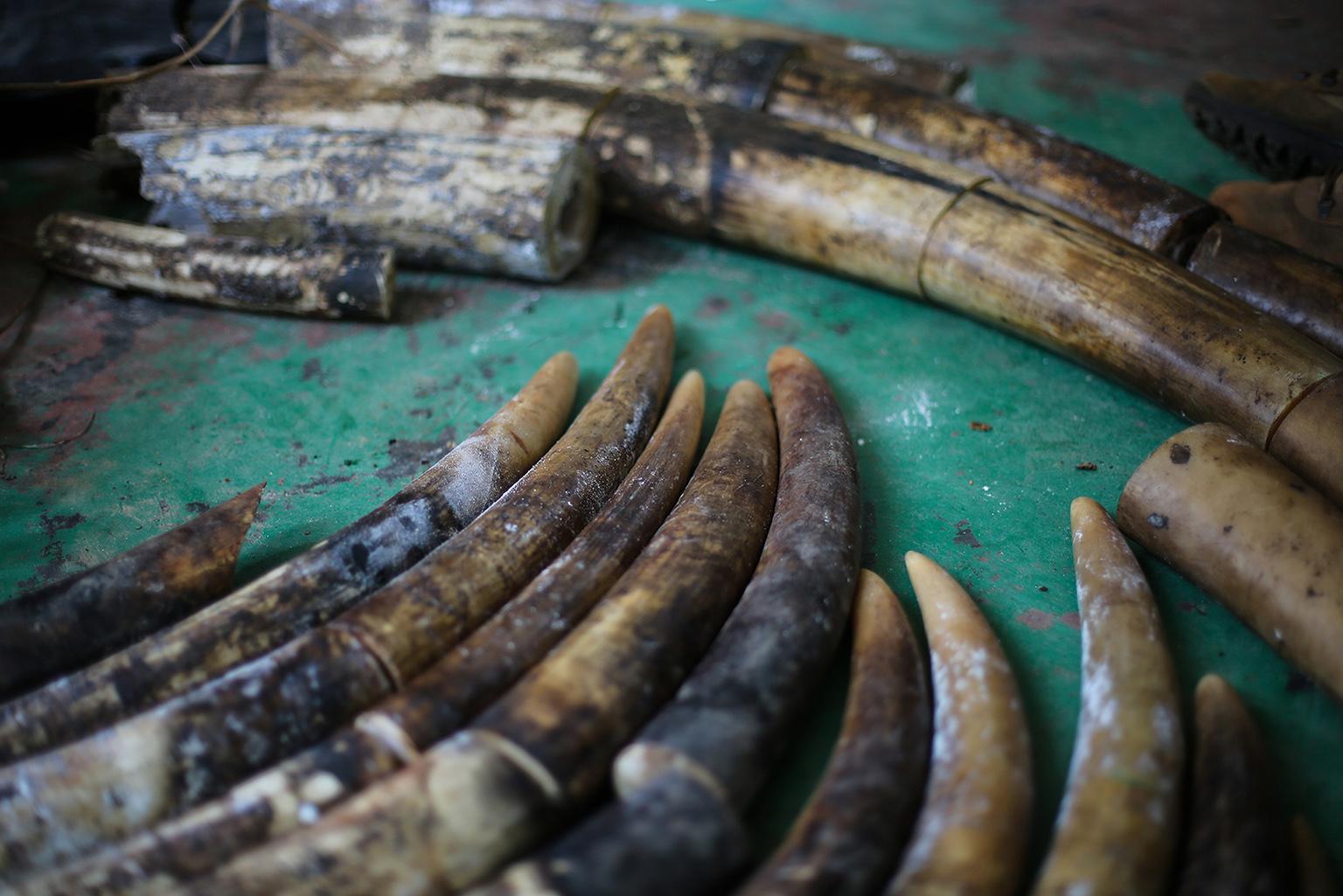 Ivory seized Feb. 2, 2018 from poachers convicted of killing 11 elephants in and around Nouabale-Ndoki National Park in the Republic of Congo. (Z. Labuschagne / Wildlife Conservation Society)