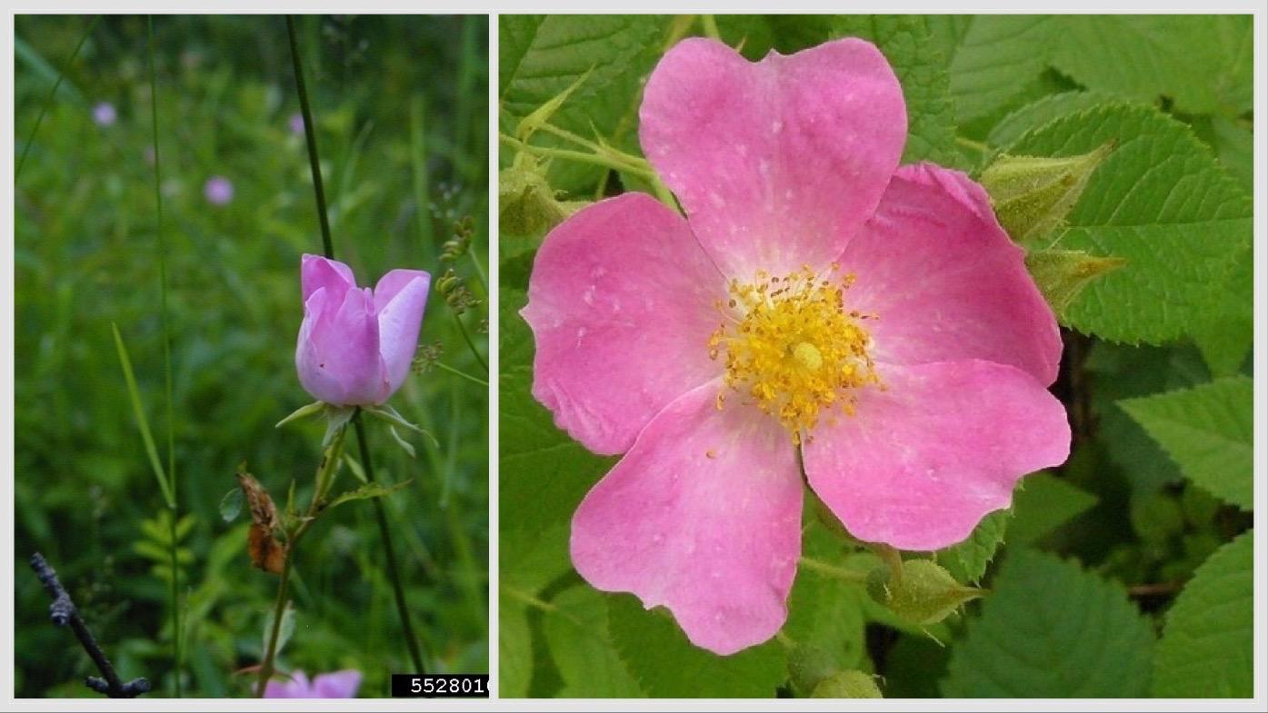 The native climbing rose is also known as Illinois rose, prairie rose, Michigan rose. Its deep pink petals grow paler as they mature, leading to multicolored blooms. (Credits: Greg Vaclavek, Native Plant Nursery, Bugwood.org (l); Peter Chen, College of DuPage, Bugwood.org)