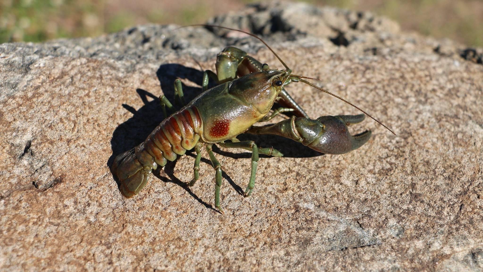 The rusty crayfish is native to the Ohio River basin. (Flickr Creative Commons)