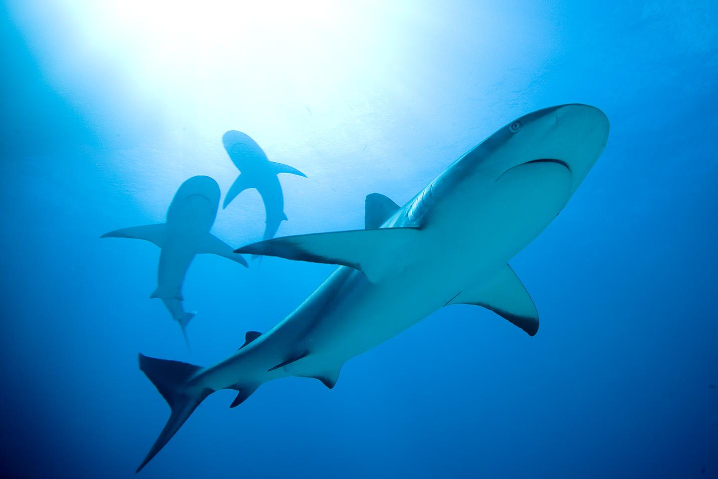 A group of Caribbean reef sharks swims in the Bahamas’ shark sanctuary, which prevents harvesting of shark species anywhere within a 630,000 square-kilometer safe haven of Bahamian waters. (Courtesy Shedd Aquarium)