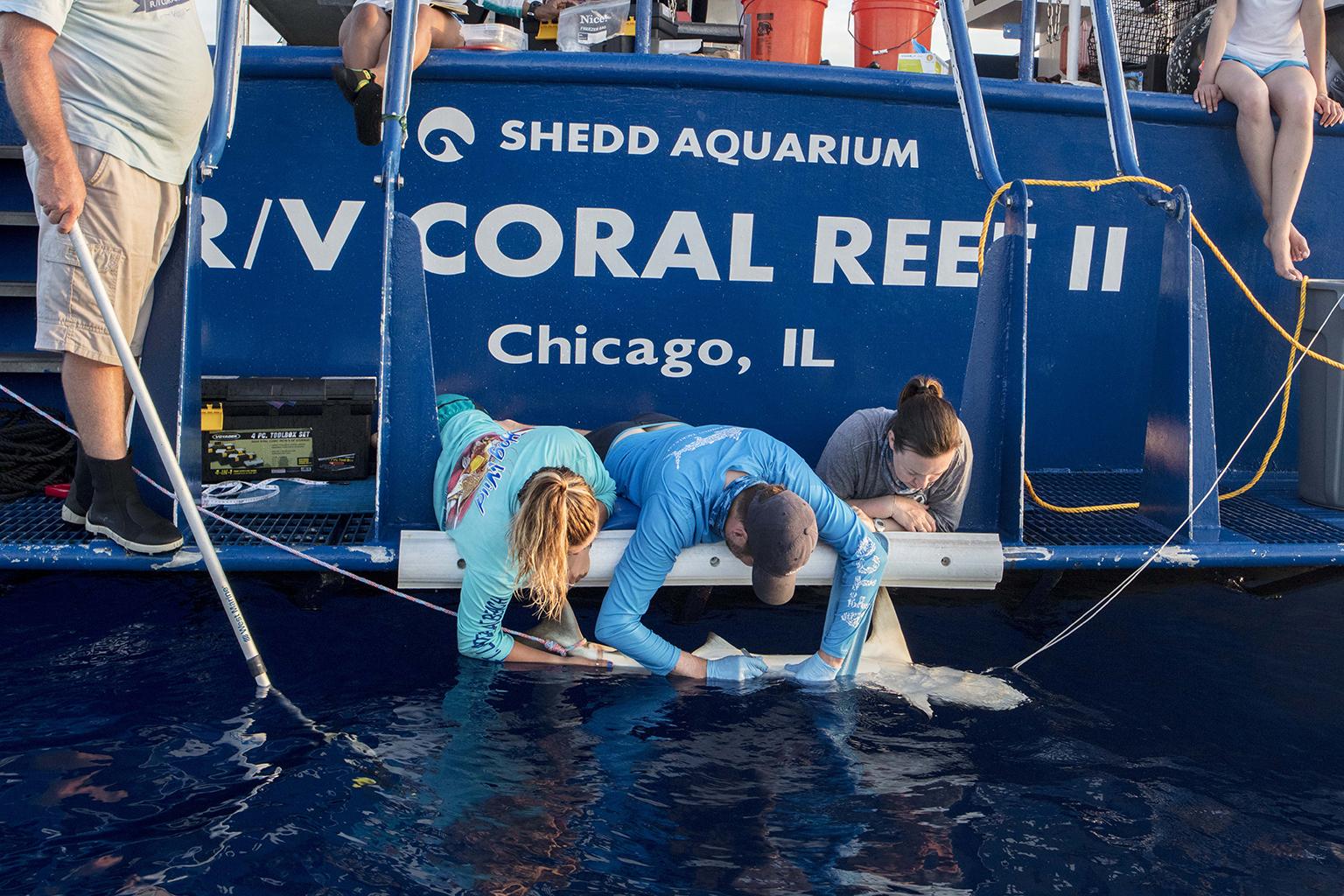 From the back of Shedd Aquarium’s research vessel, the R/V Coral Reef II, Dr. Steve Kessel, middle, collects tissue samples from a Caribbean reef shark (Carcharhinus perezii) alongside two field research assistants, Abby Nease, left, and Jill Brooks. (Courtesy Shedd Aquarium)