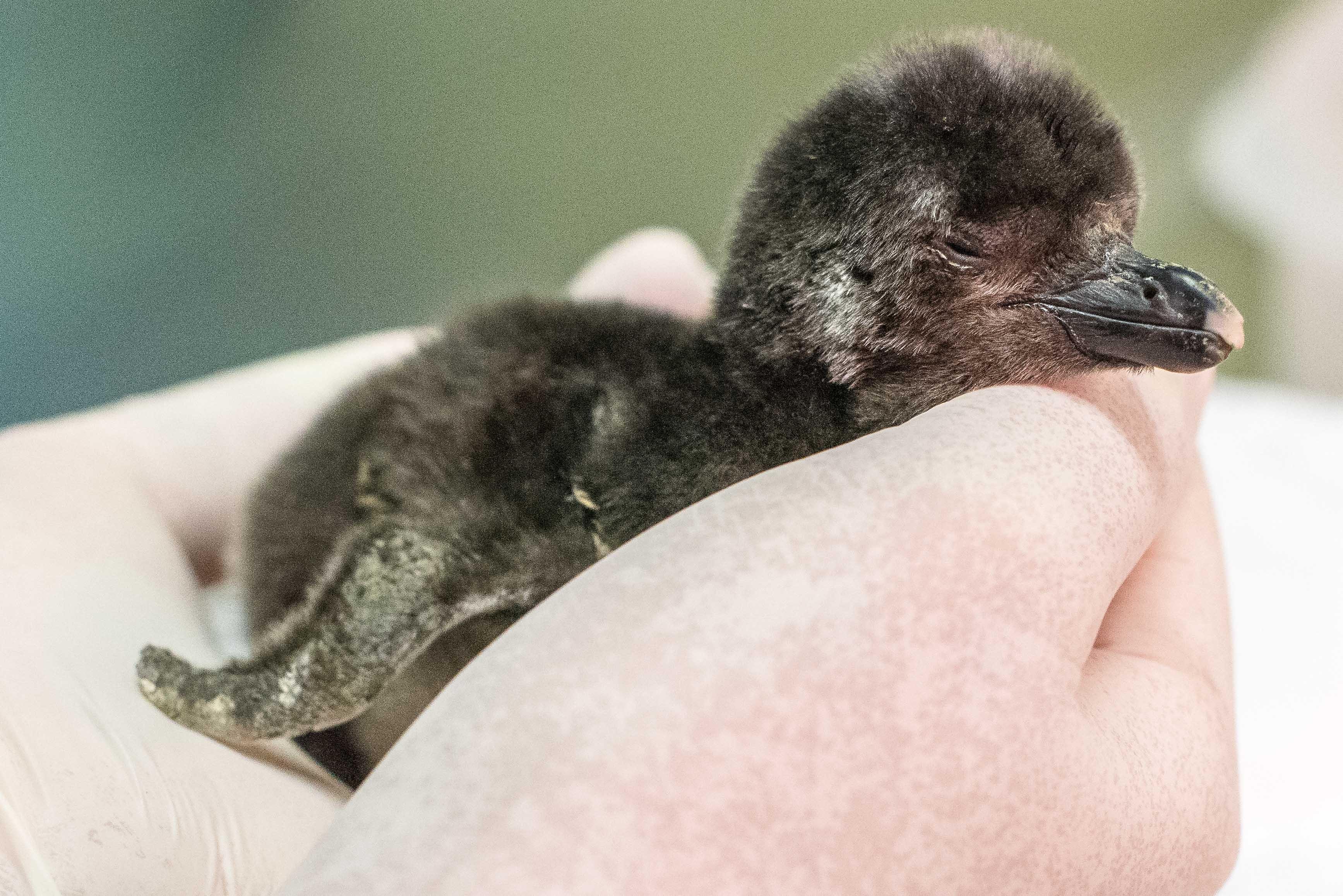 A Magellanic penguin chick hatched May 12 at Shedd Aquarium. (Courtesy Shedd Aquarium)