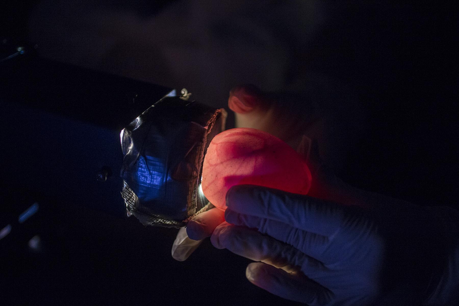 A Shedd Aquarium specialist uses a strong light to observe inside the penguin egg and monitor the chick's growth as part of a process known as candling. (Courtesy Shedd Aquarium)
